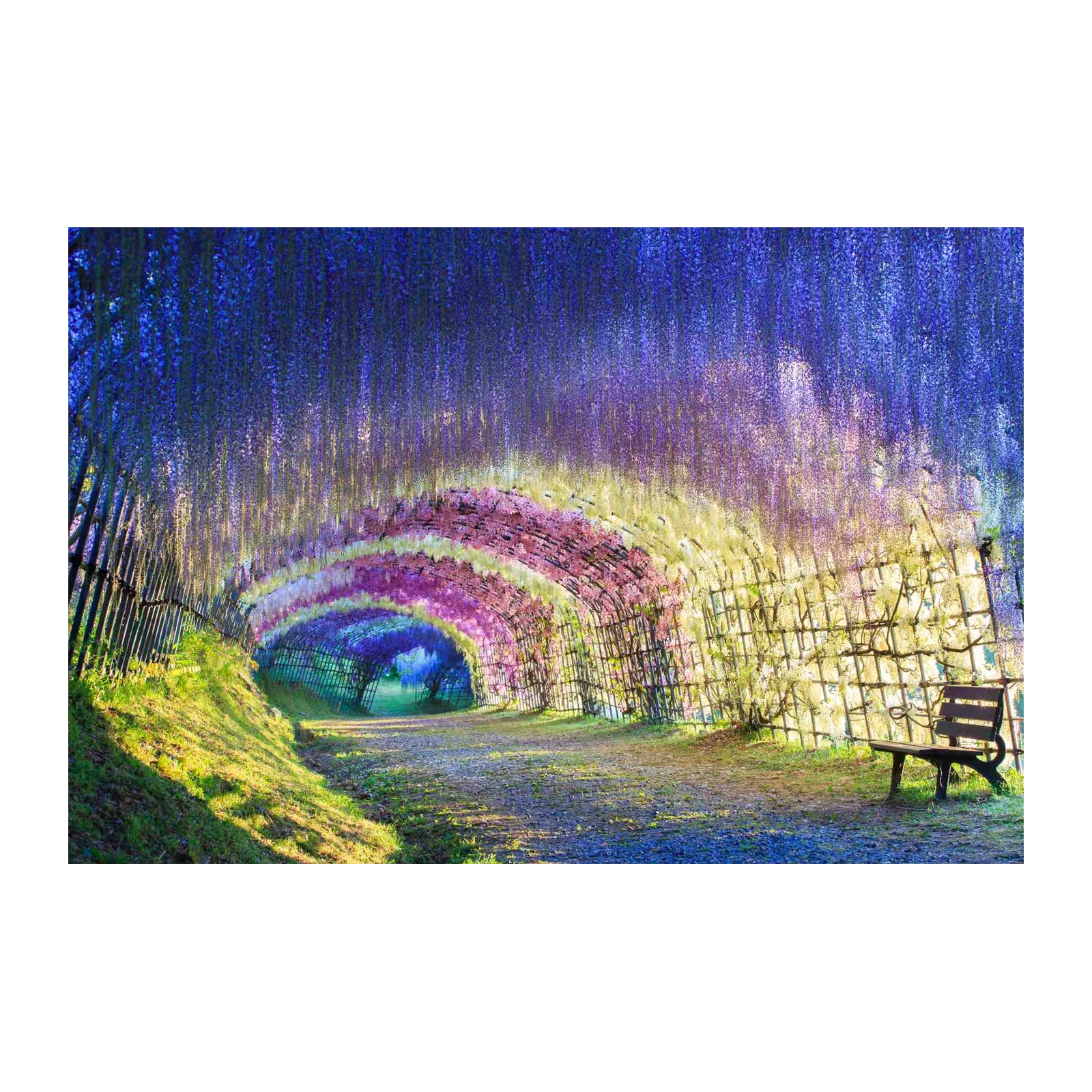 Enchanting Wisteria Tunnel Wall Art