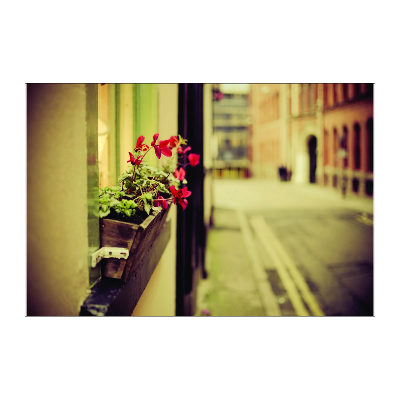 Red Cyclamen Window Box Wall Art