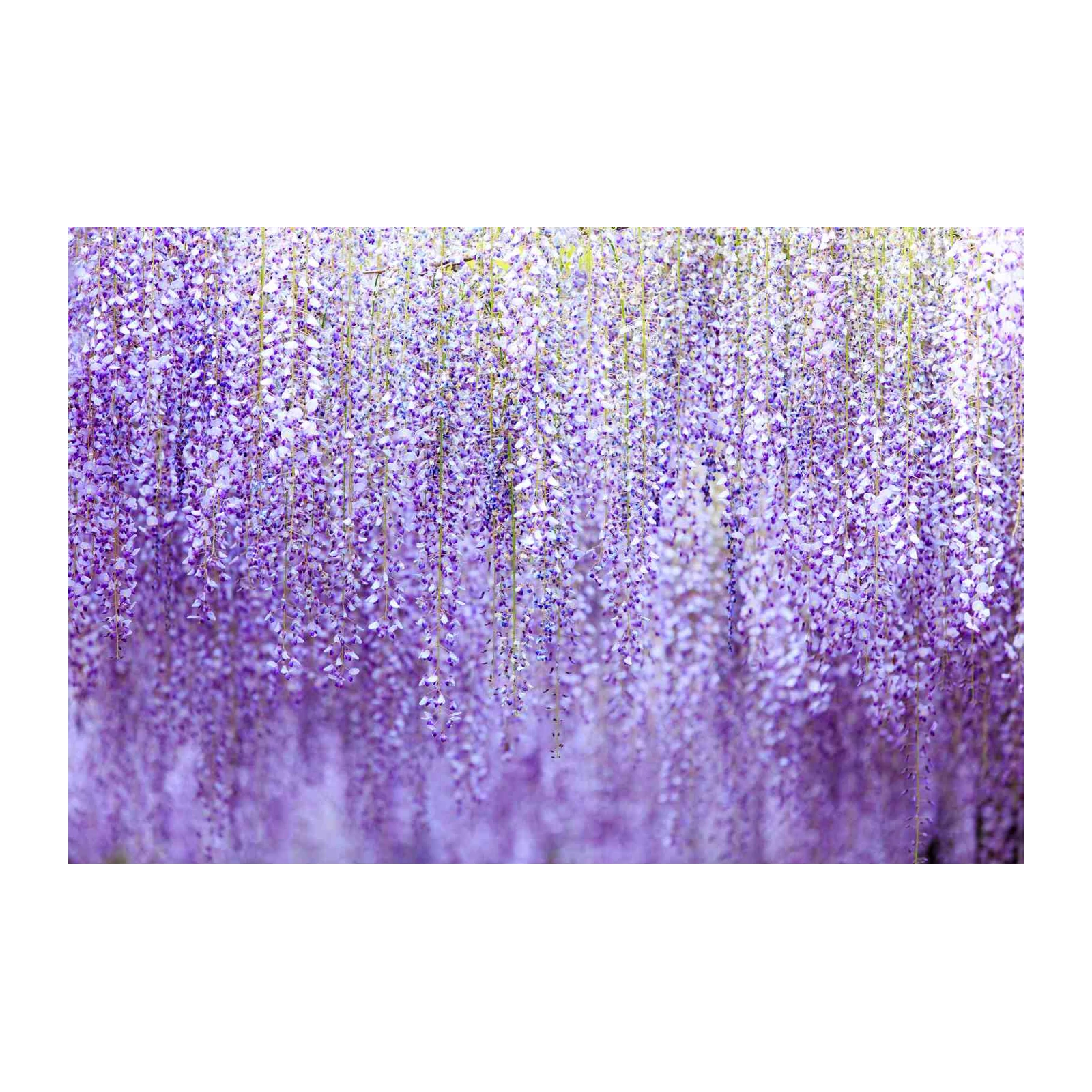 Cascading Purple Wisteria Blossom Wall Art
