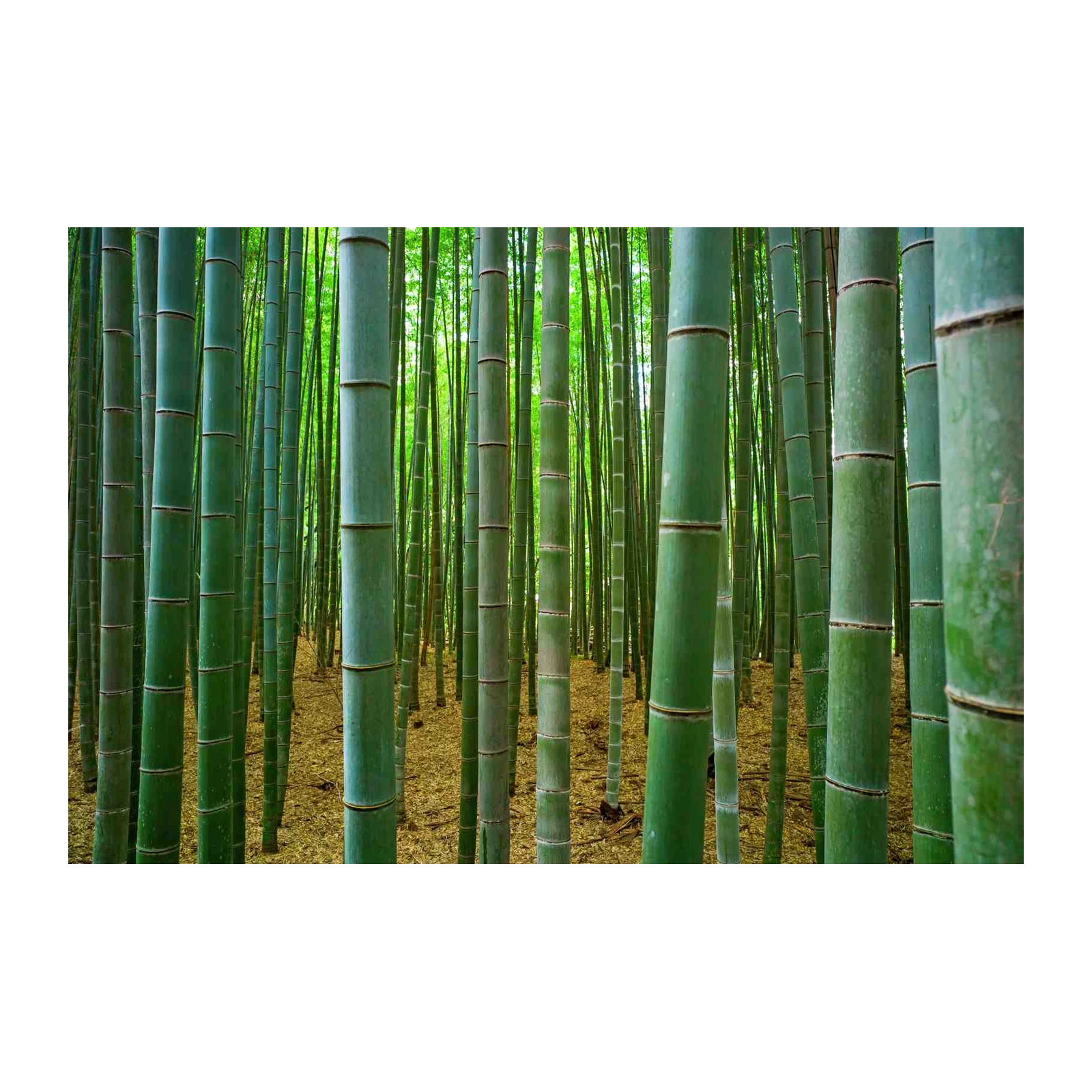 Serene Bamboo Forest Wall Art Wall Art