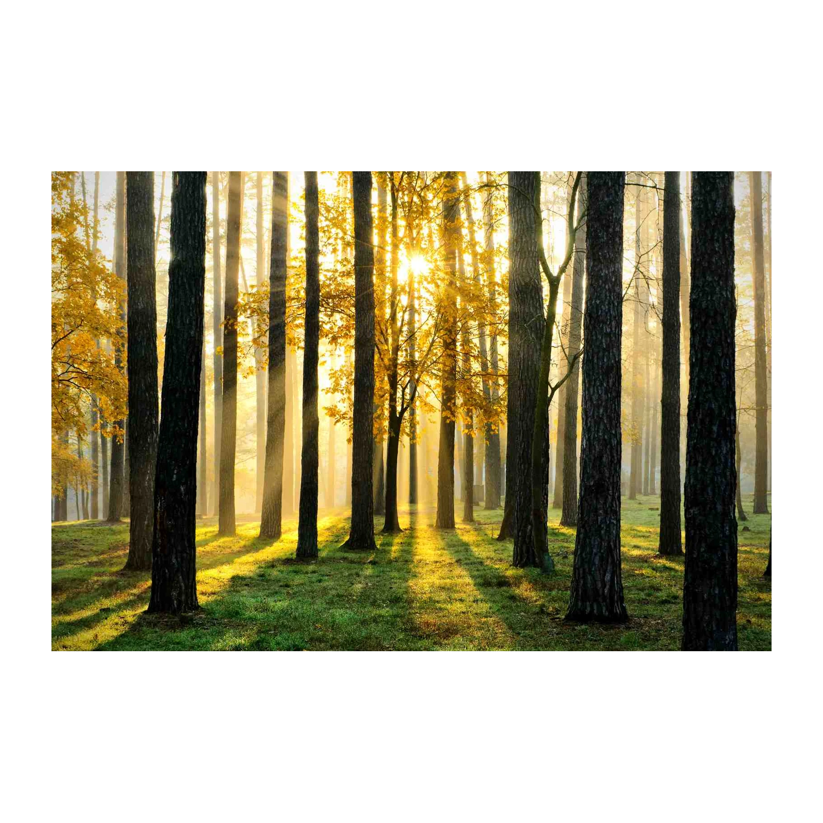 Golden Forest Sunrise Wall Art Wall Art
