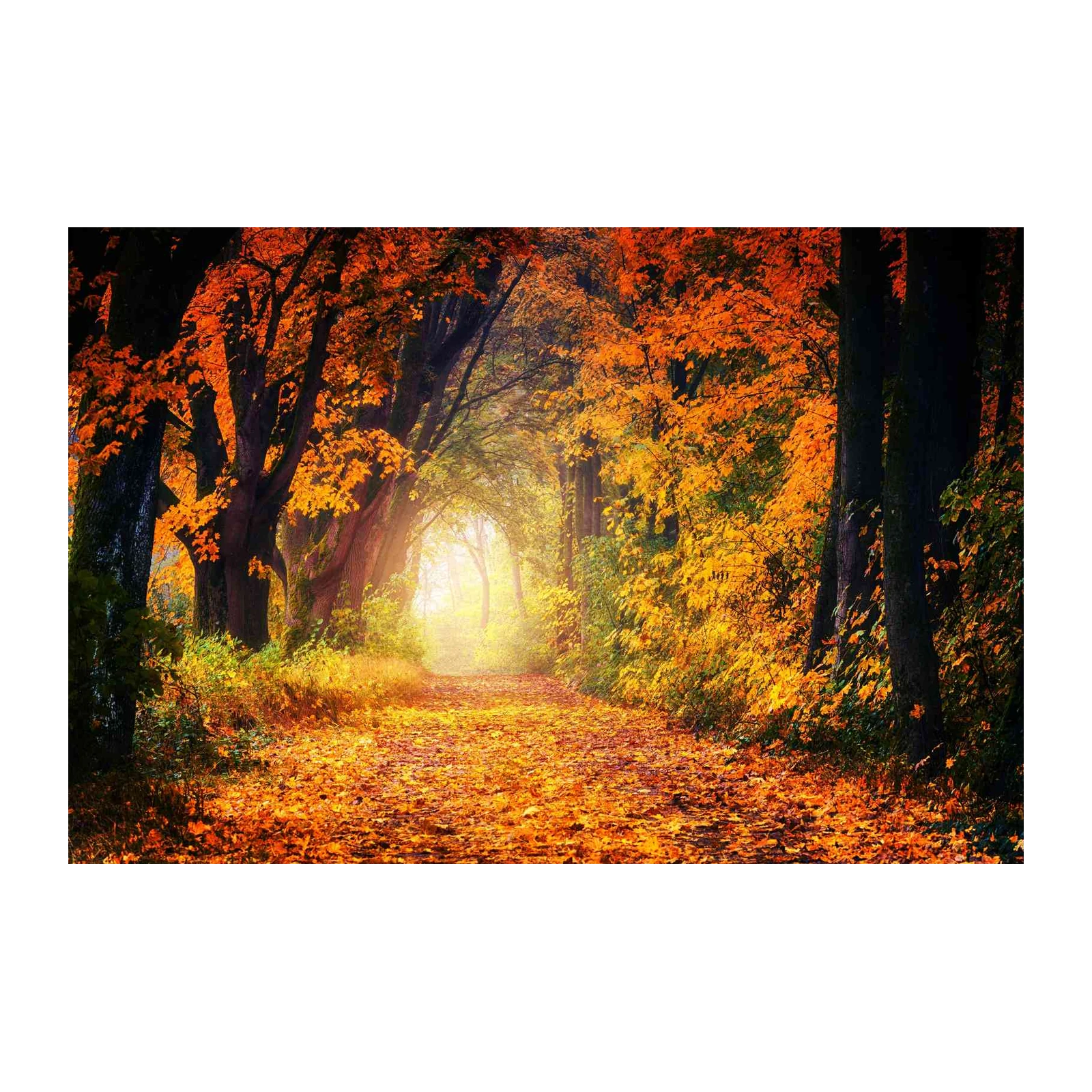 Enchanting Autumn Forest Path Wall Art