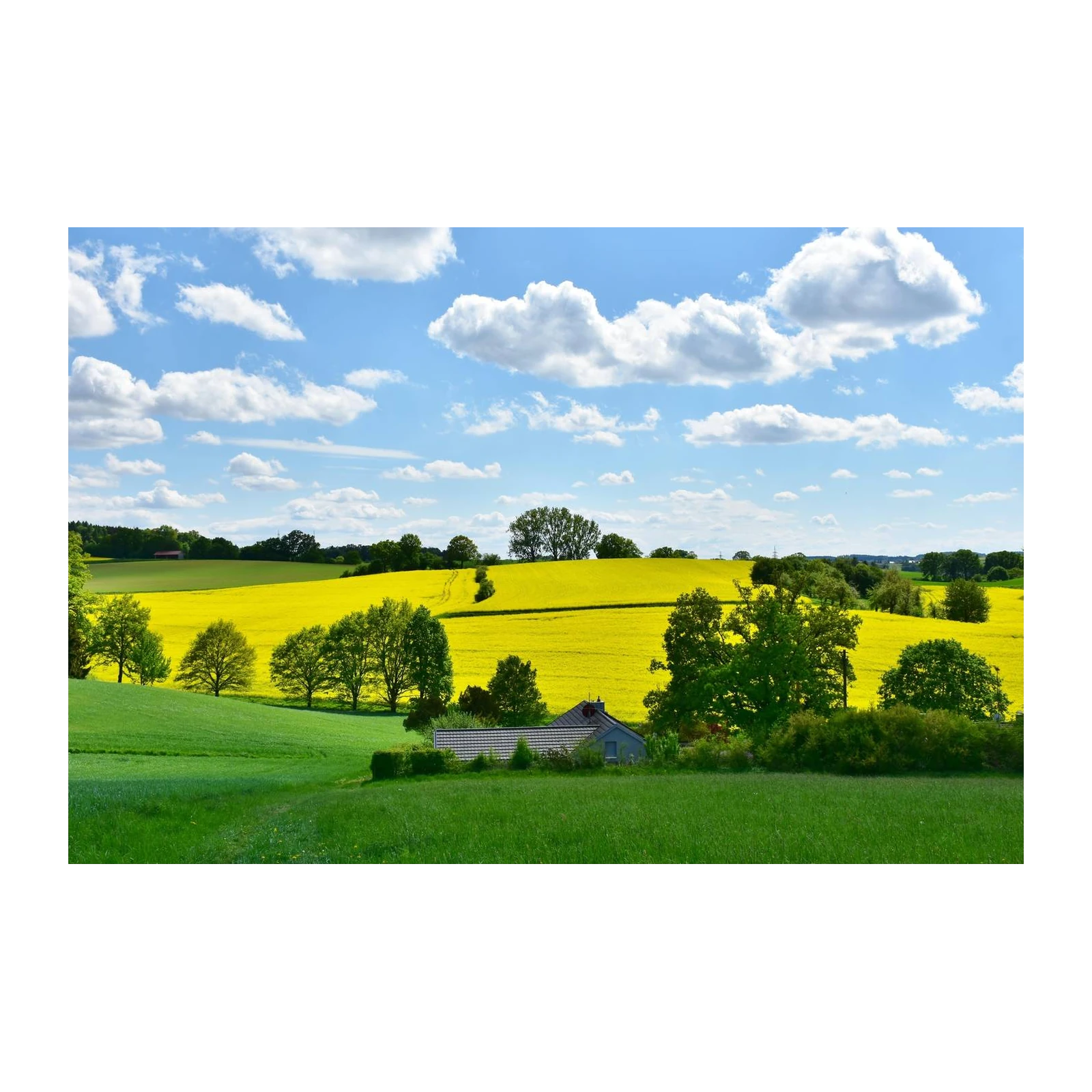 Vibrant Yellow Field Landscape Wall Art