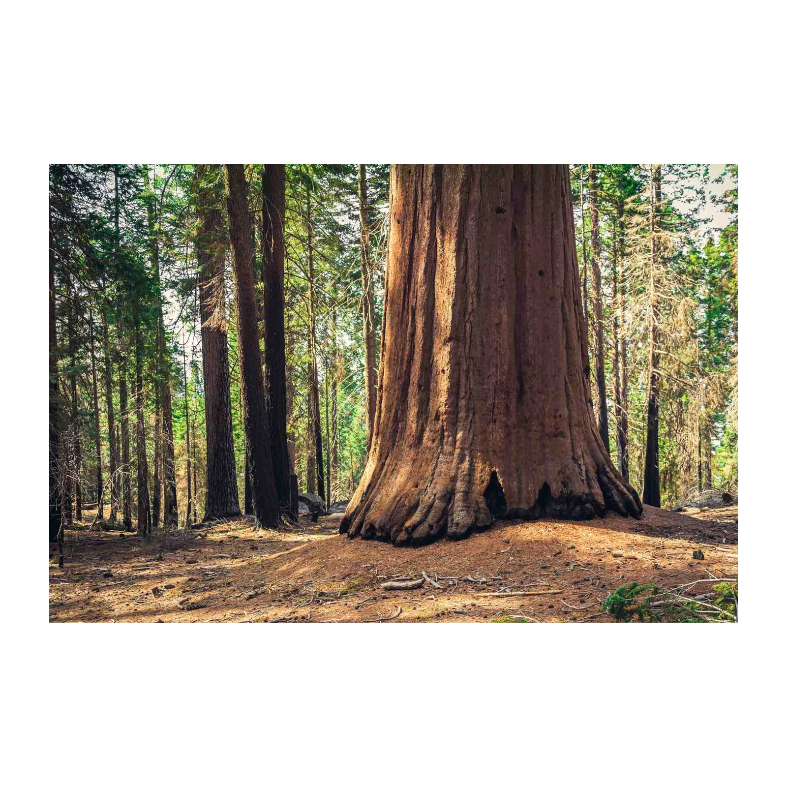 Majestic Sequoia Forest Landscape Wall Art