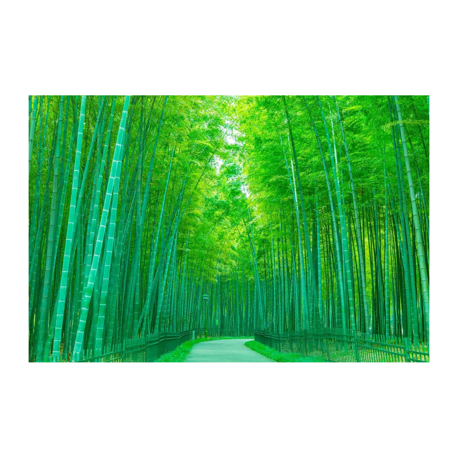 Serene Bamboo Forest Path Wall Art