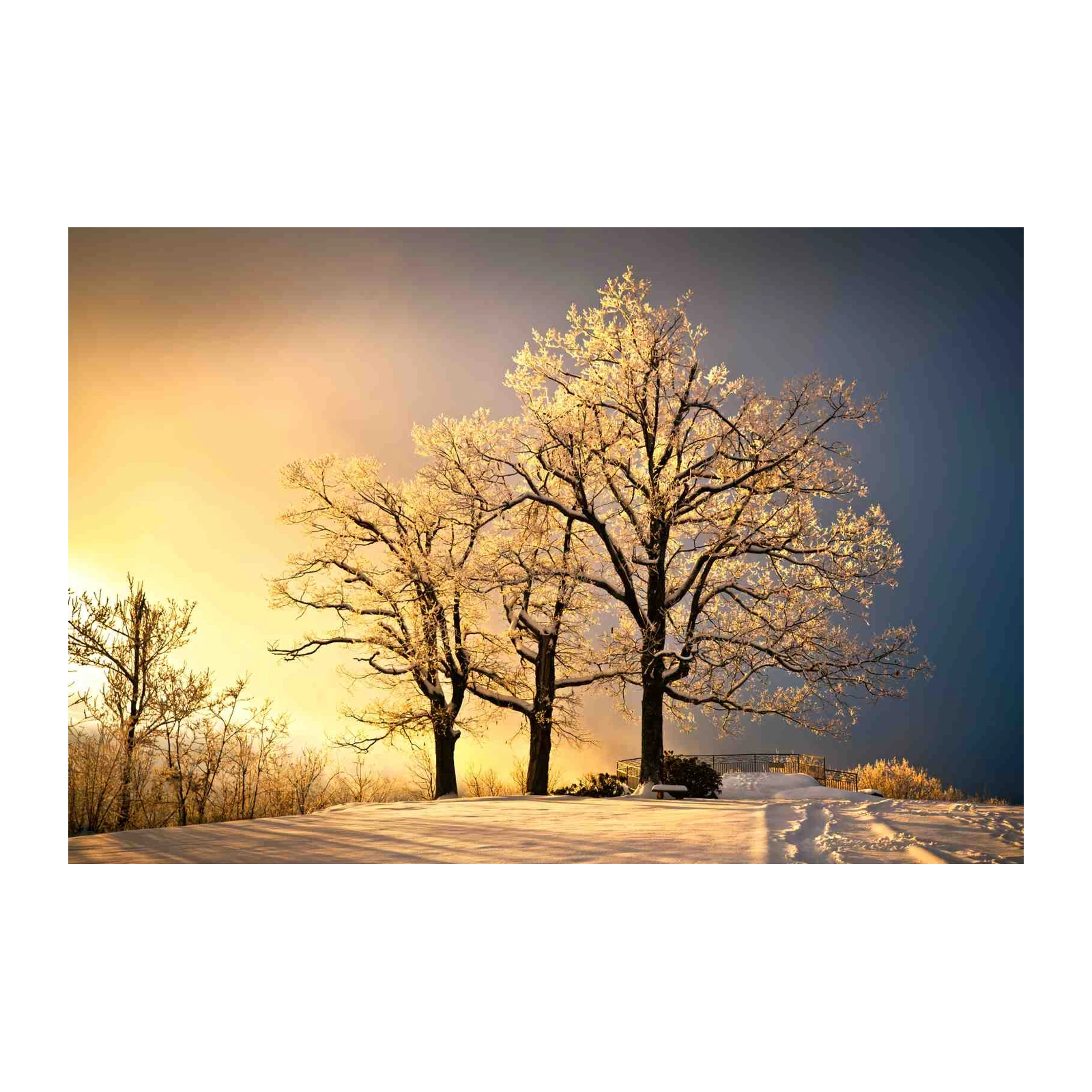 Golden Frost Trees Winter Landscape Wall Art