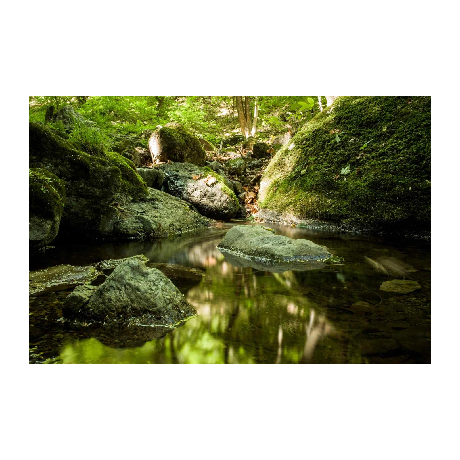 Tranquil Forest Stream Nature Wall Art