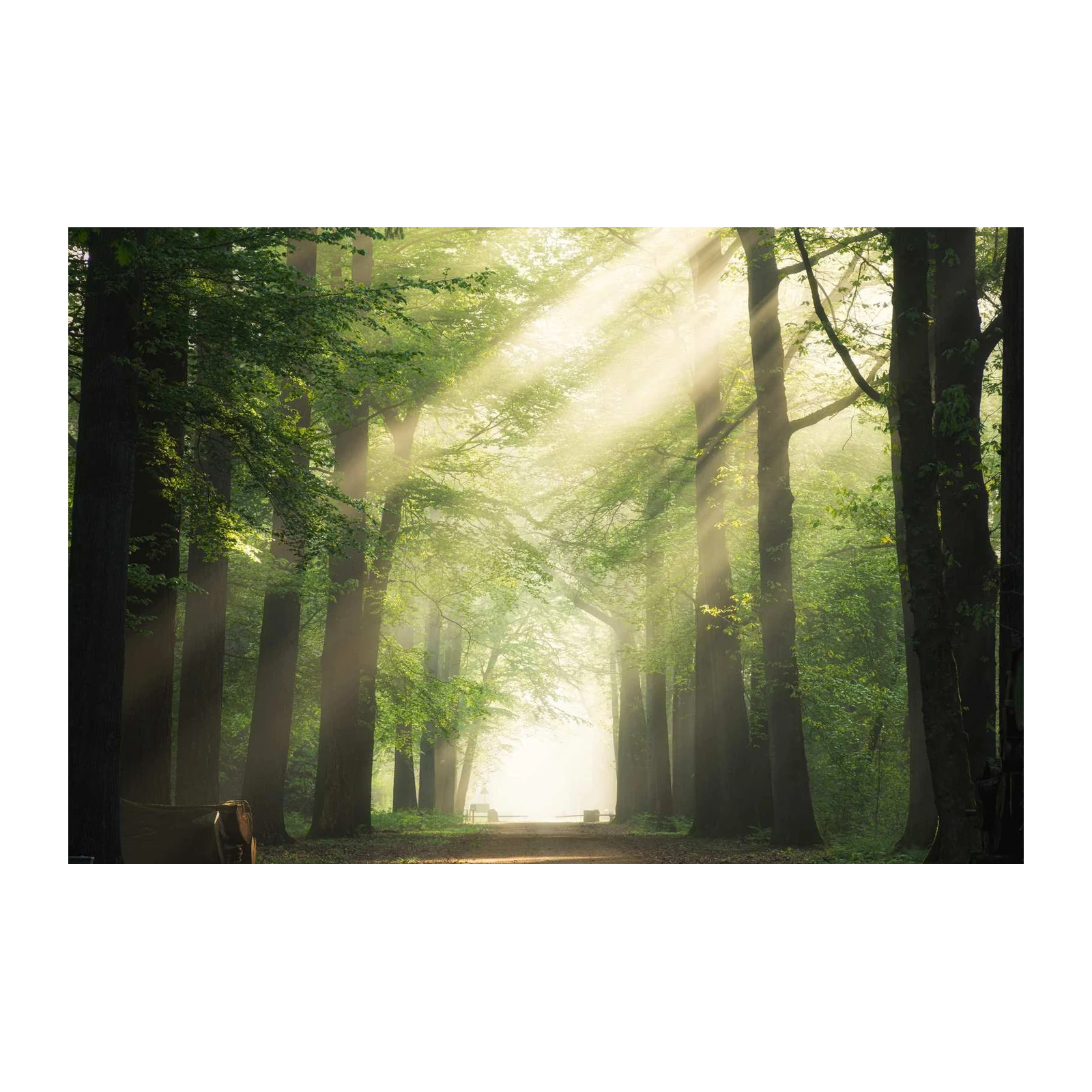Enchanted Forest Sunbeams Wall Art