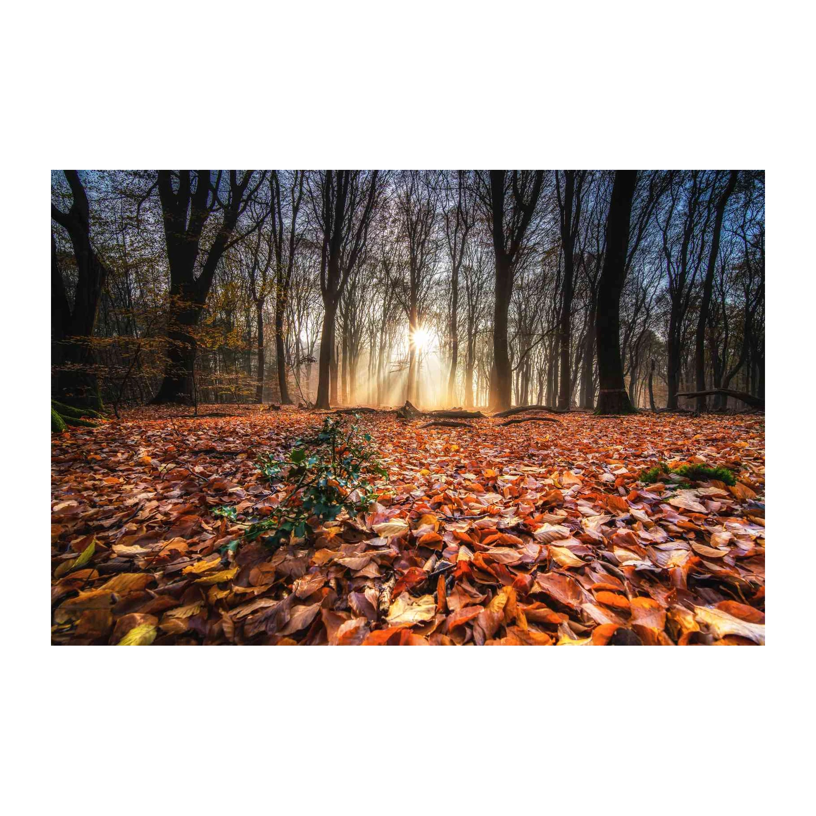 Golden Autumn Forest Sun Rays Wall Art