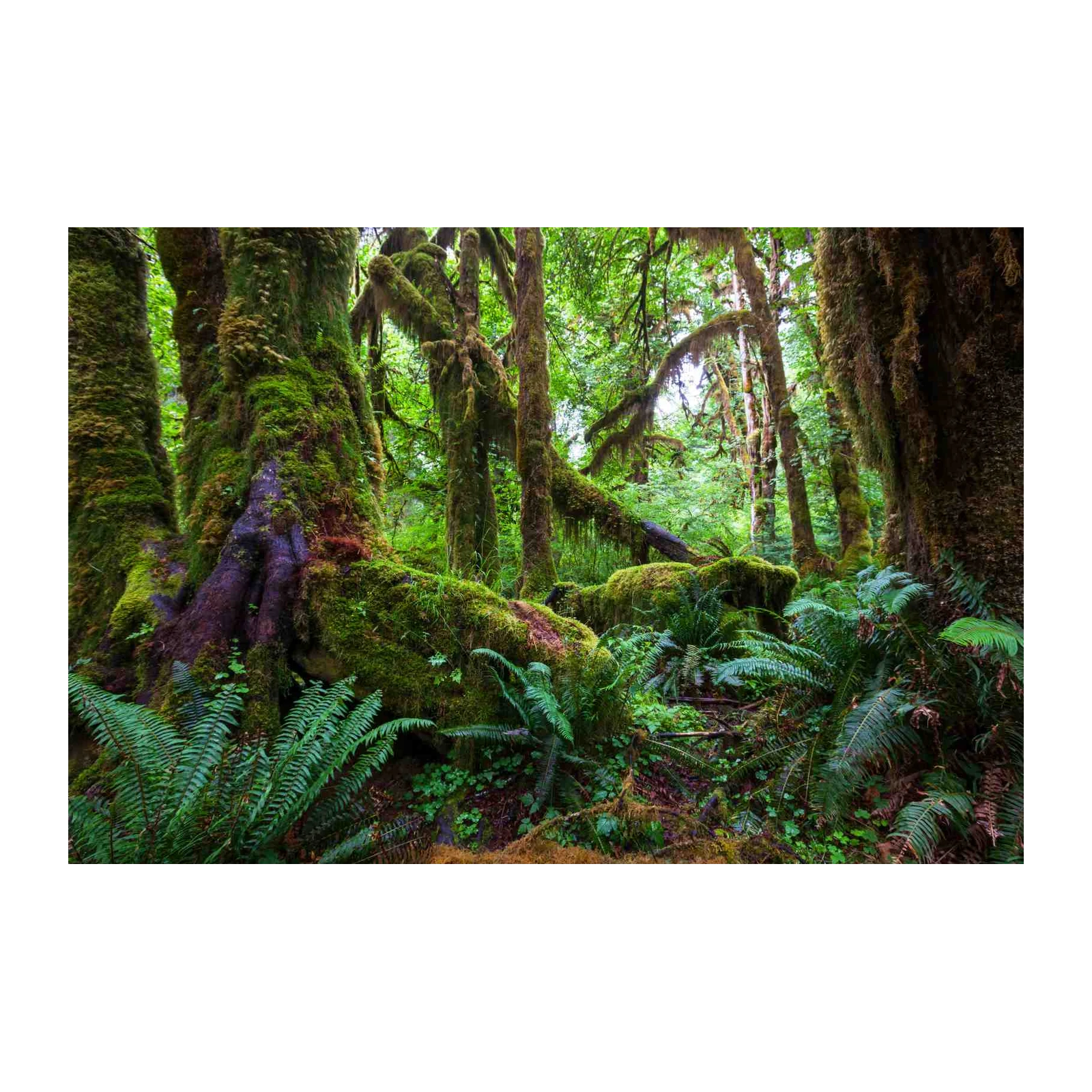 Enchanting Rainforest Mossy Trees Wall Art