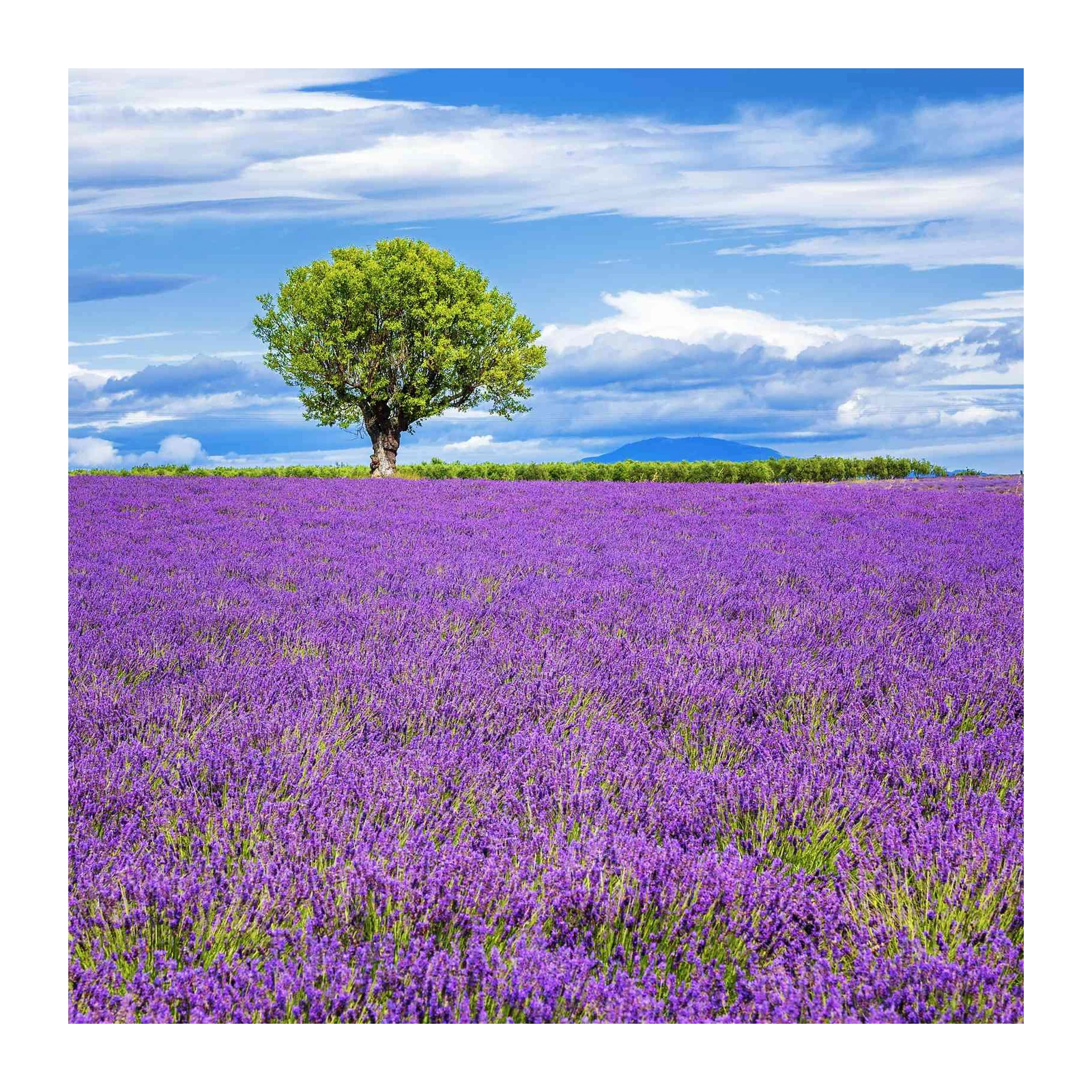 Lavender Field Tree Scenic Wall Art