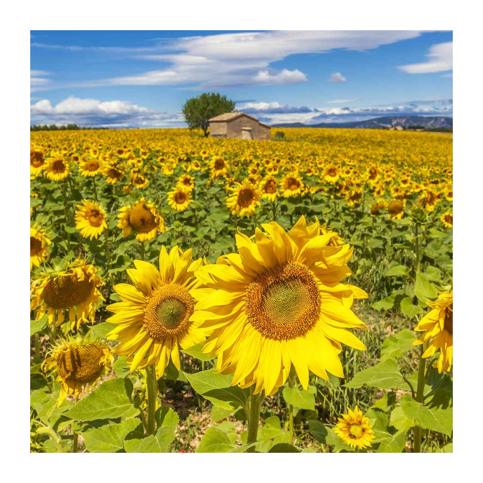 Vibrant Sunflower Field Landscape Wall Art