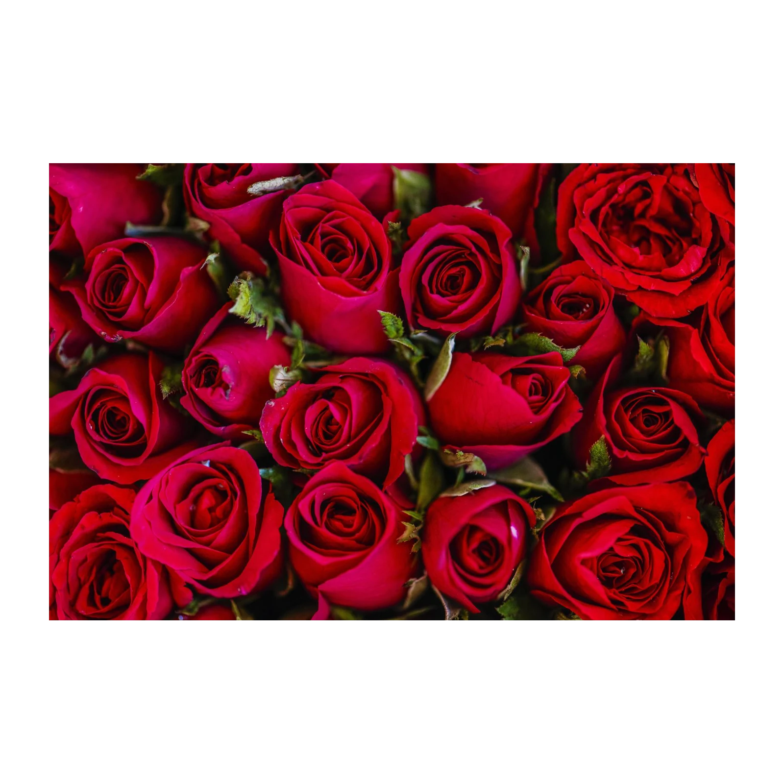 Luxurious Red Rose Bouquet Wall Art