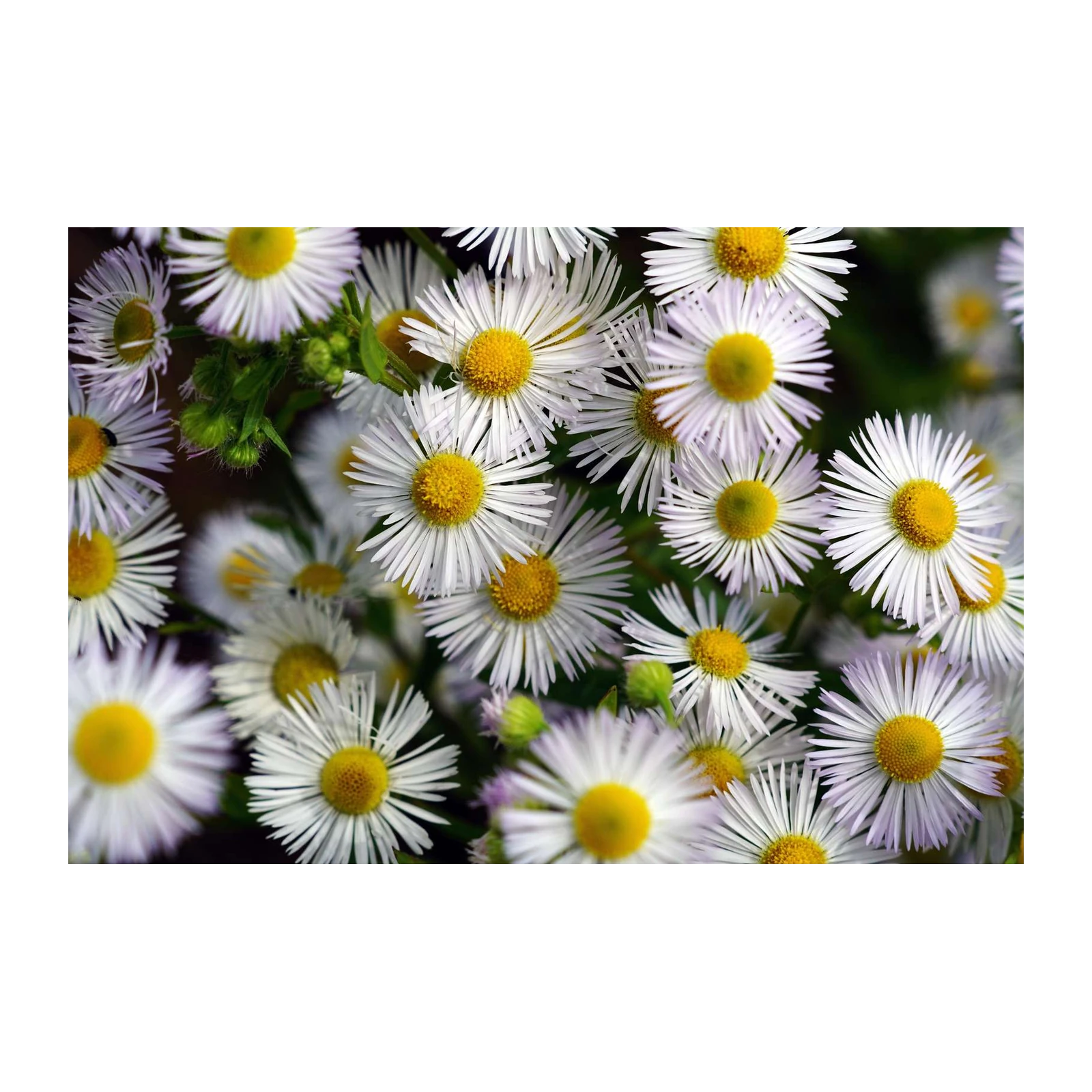 Daisies in Bloom Wall Art | Floral Wall Art