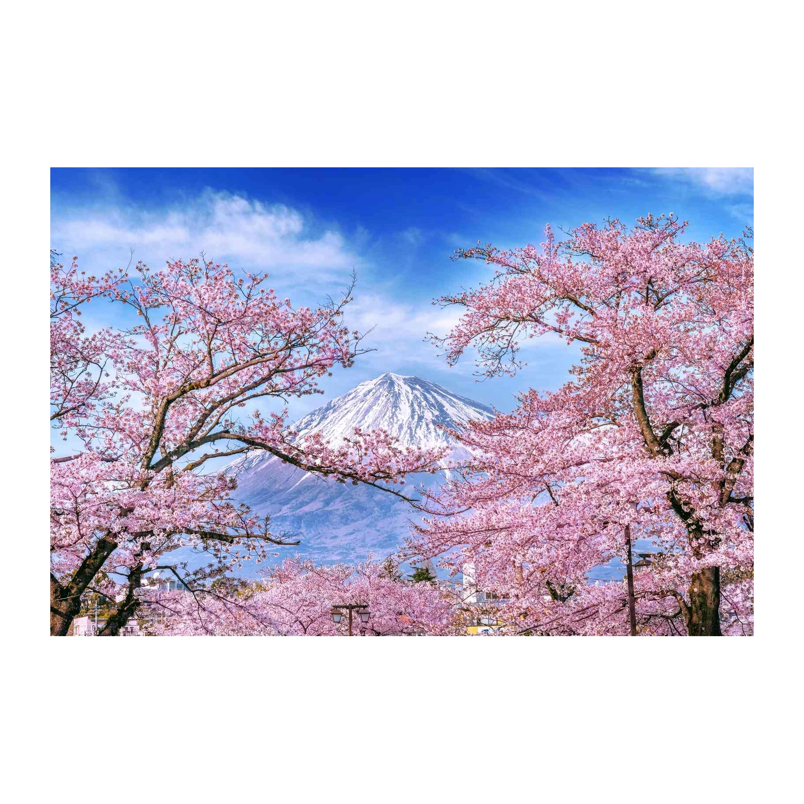 Mount Fuji Cherry Blossom Wall Art