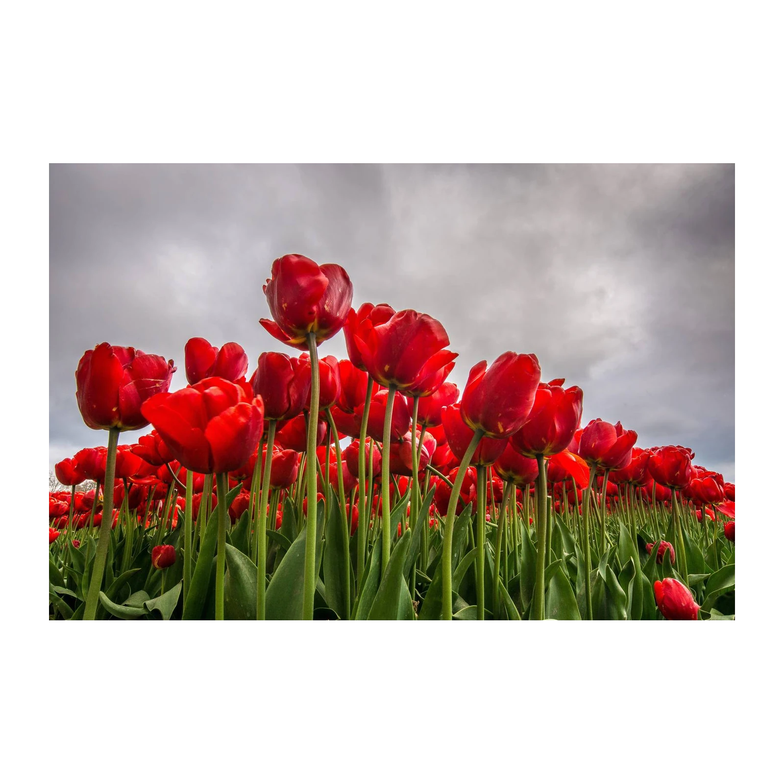 Vibrant Red Tulips Field Wall Art