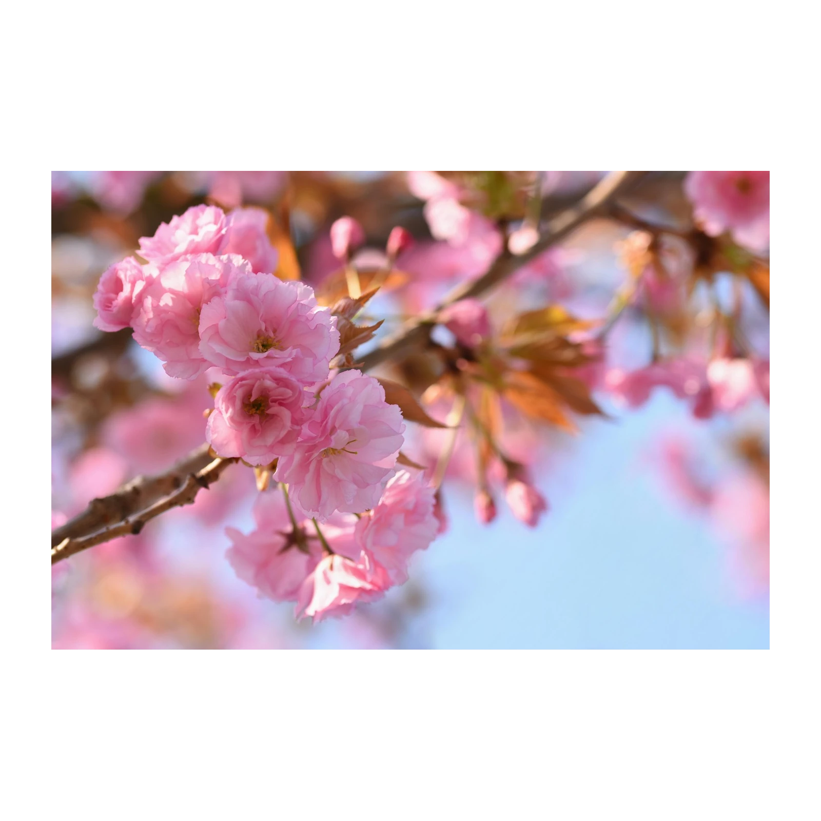 Soft Pink Cherry Blossoms Wall Art - Spring Decor