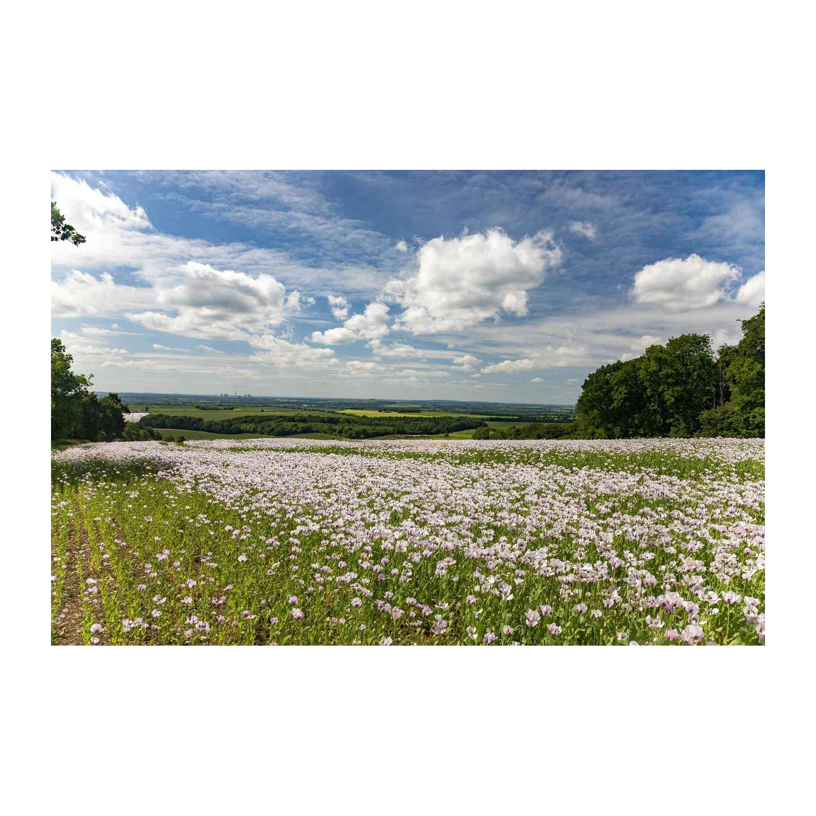 Serene Poppy Field Landscape Wall Art