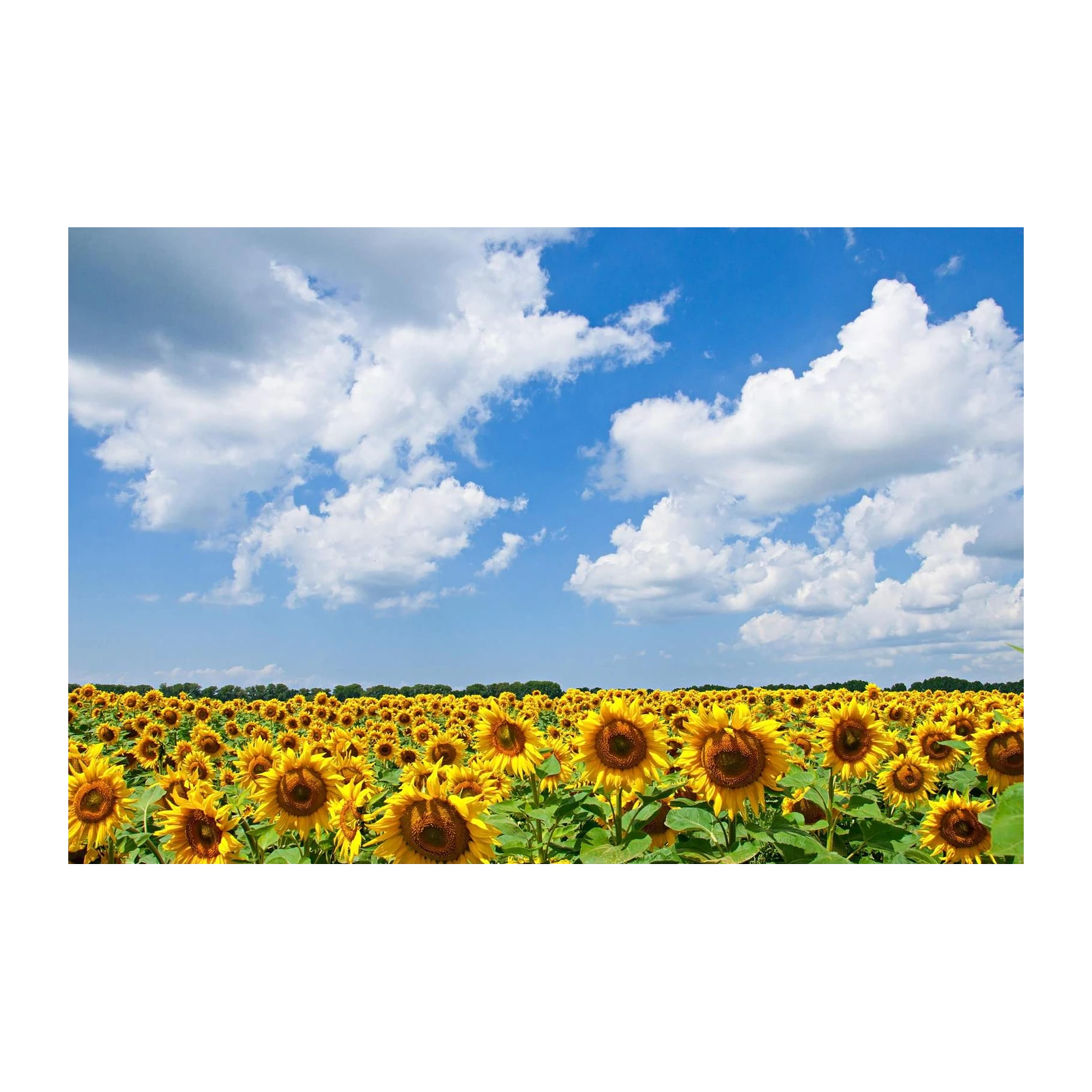 Vibrant Sunflower Field Sky Wall Art