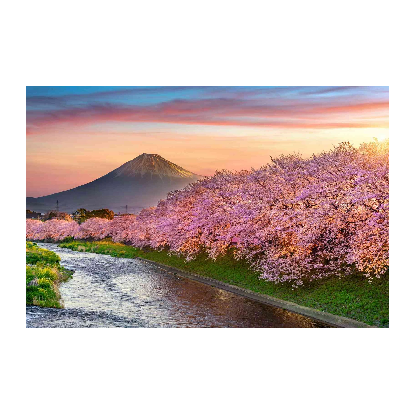 Mount Fuji Cherry Blossom River Wall Art
