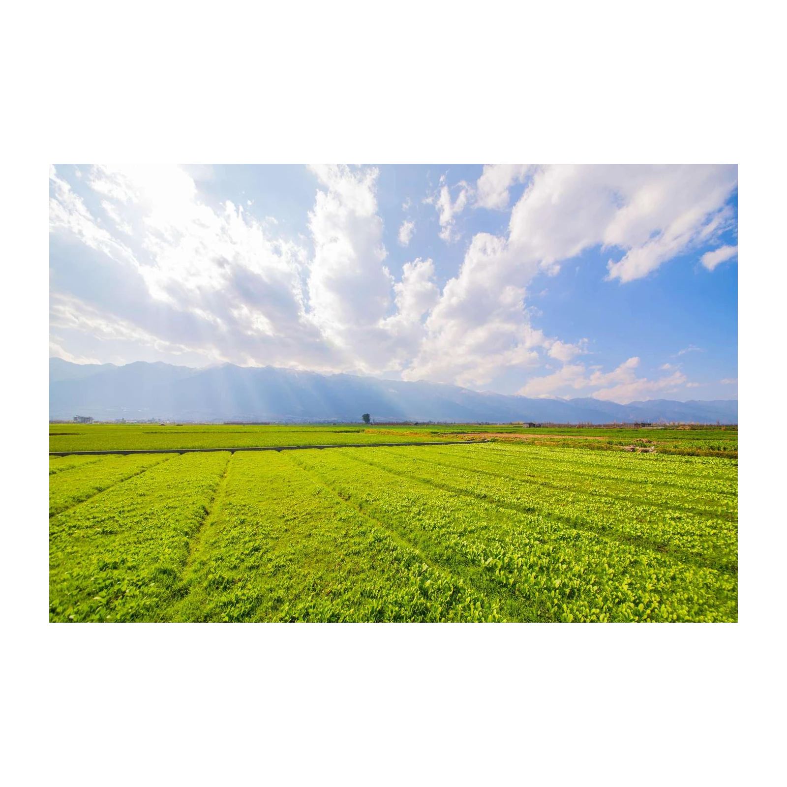 Vibrant Green Fields & Majestic Mountains Wall Art
