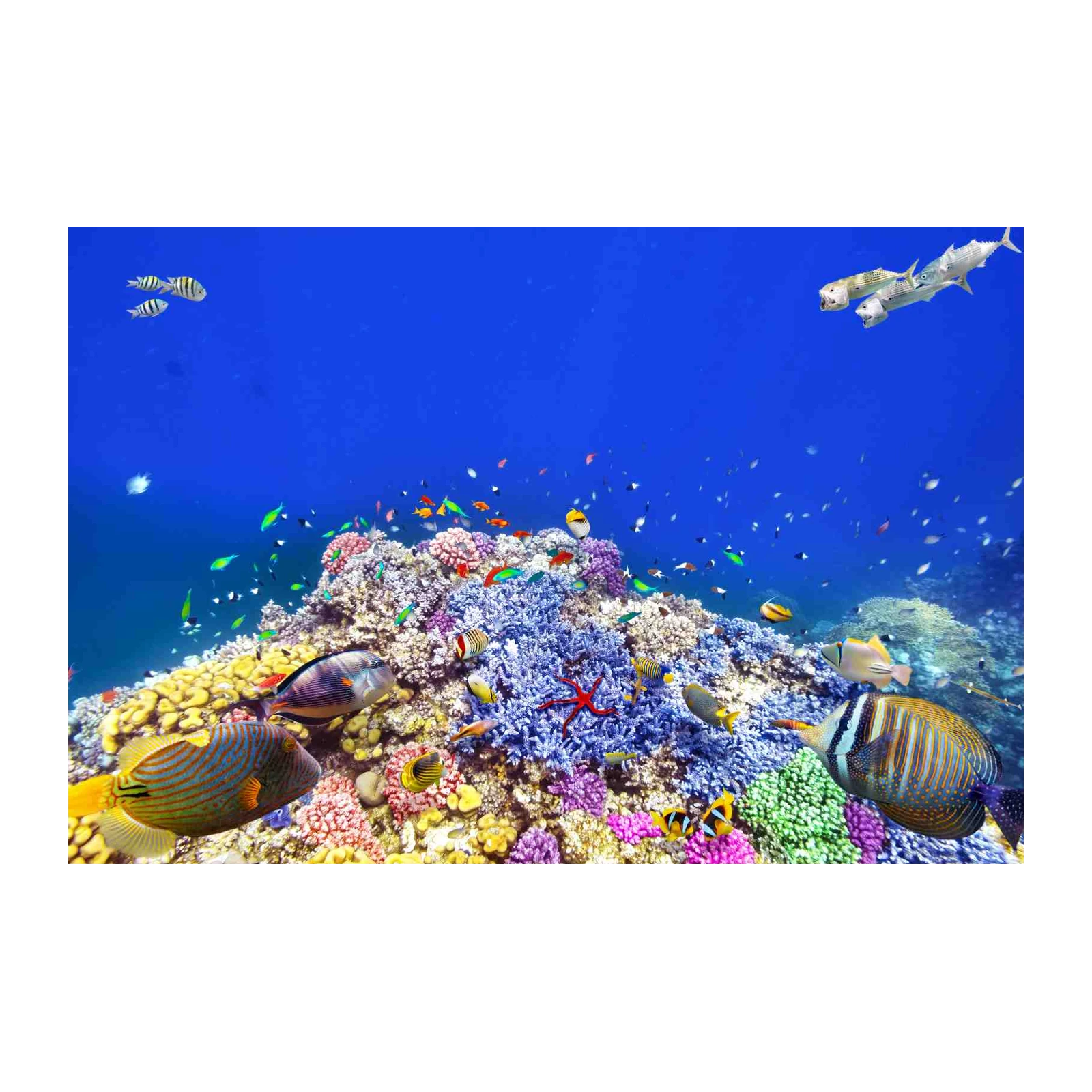 Vibrant Coral Reef Fish Wall Art