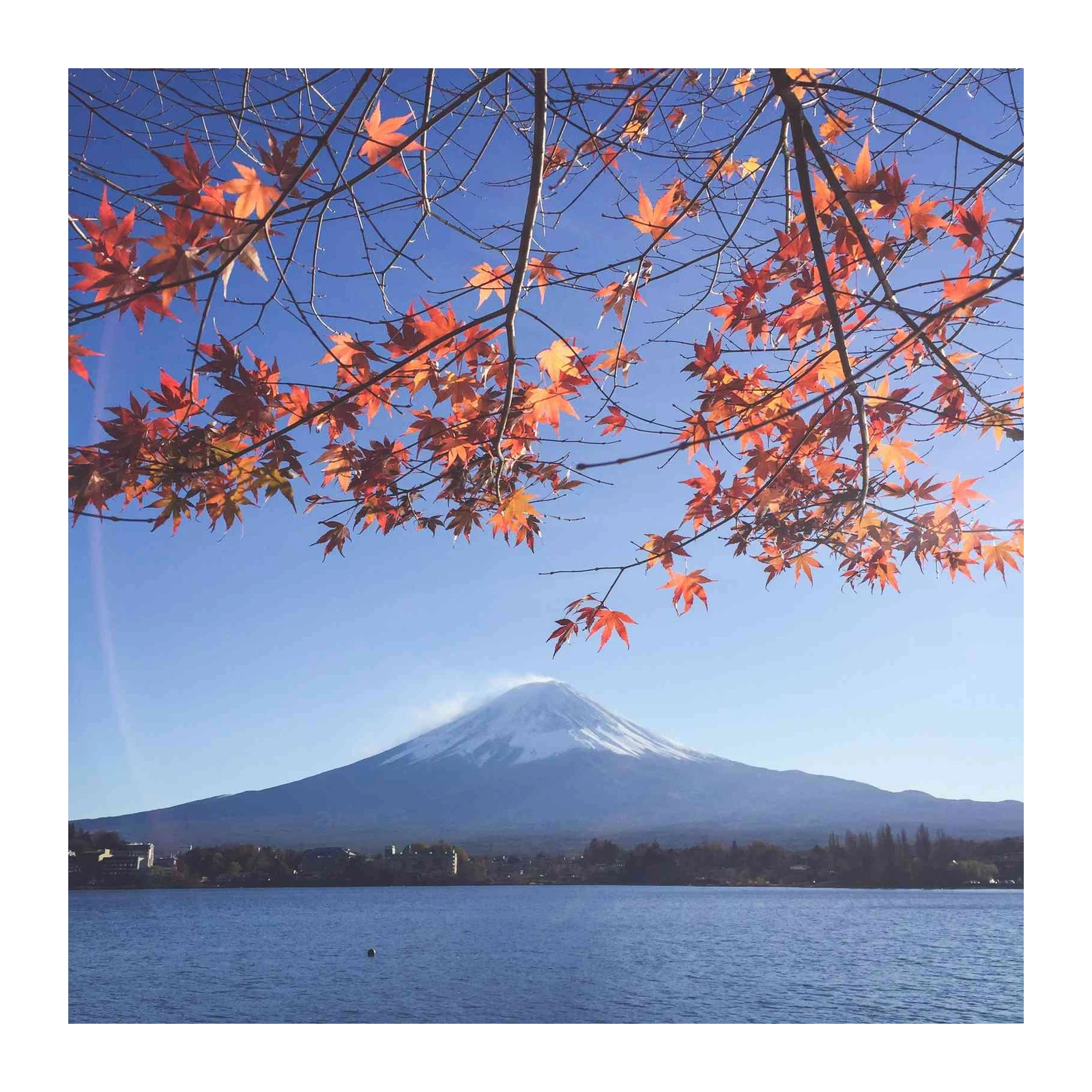 Vibrant Mt. Fuji Autumn Maple Wall Art