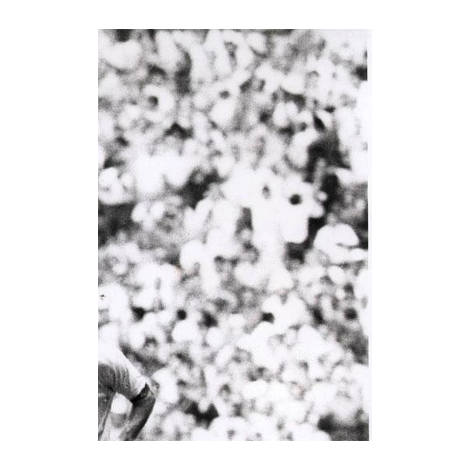 Abstract Black & White Floral Wall Art