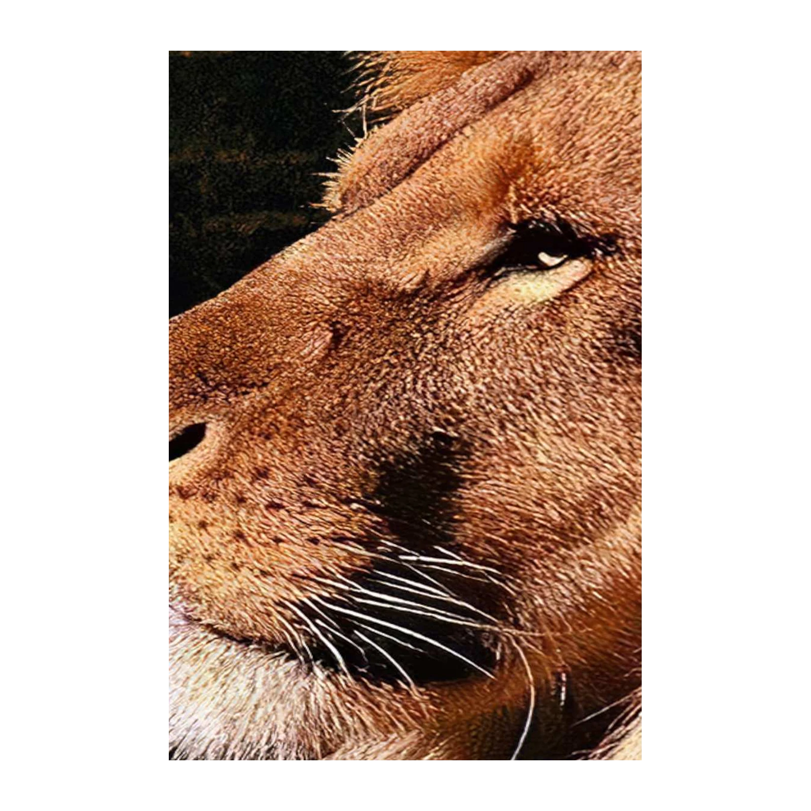Majestic Lion Close-Up Wall Art