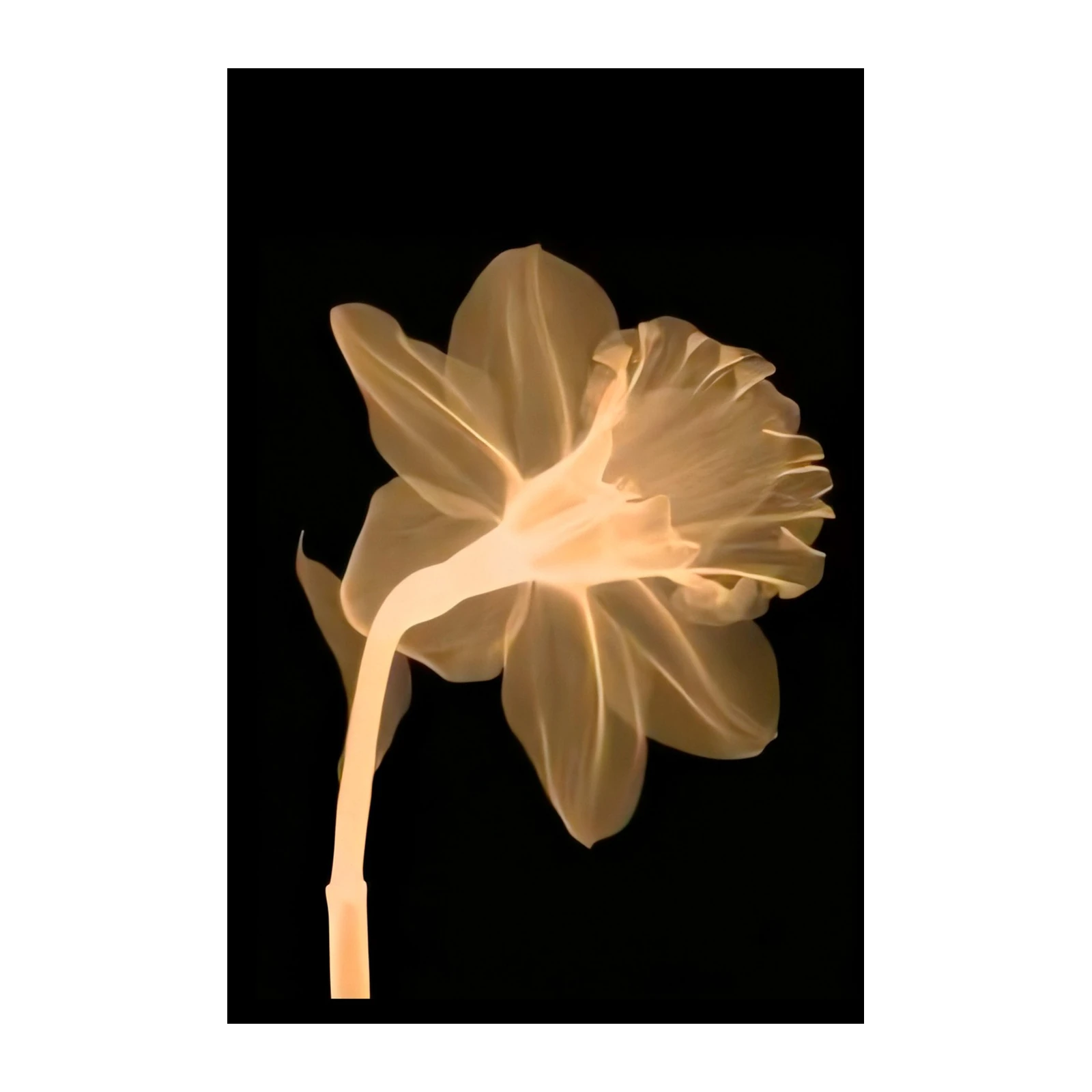 Radiant Daffodil X-Ray Wall Art
