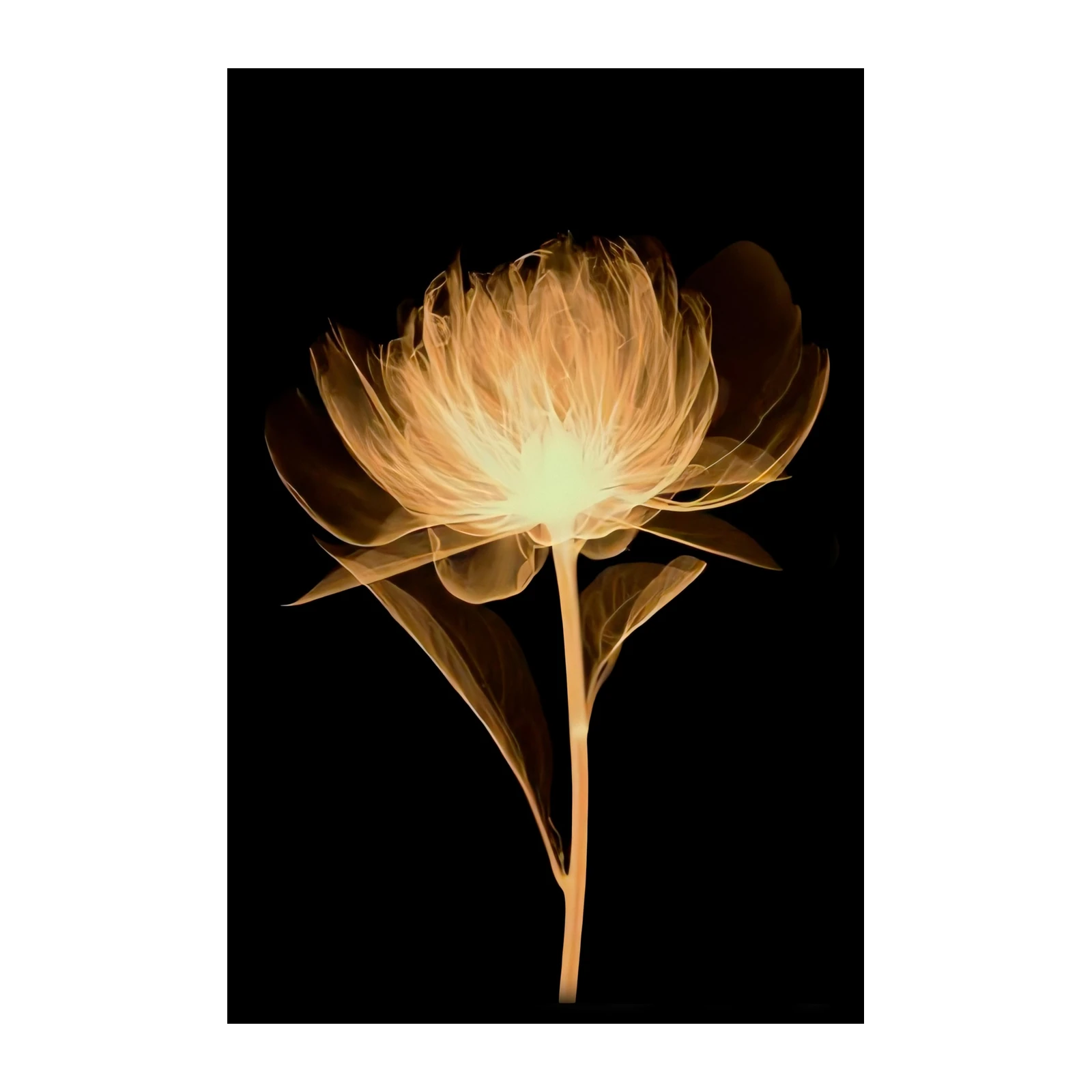 Golden Bloom X-Ray Flower Wall Art