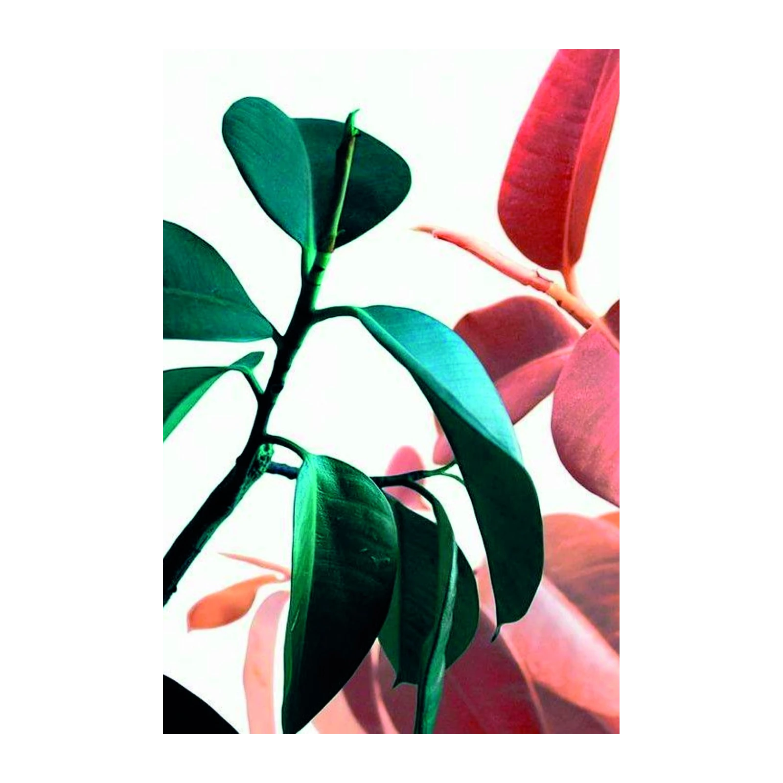 Vibrant Rubber Plant Leaves Wall Art