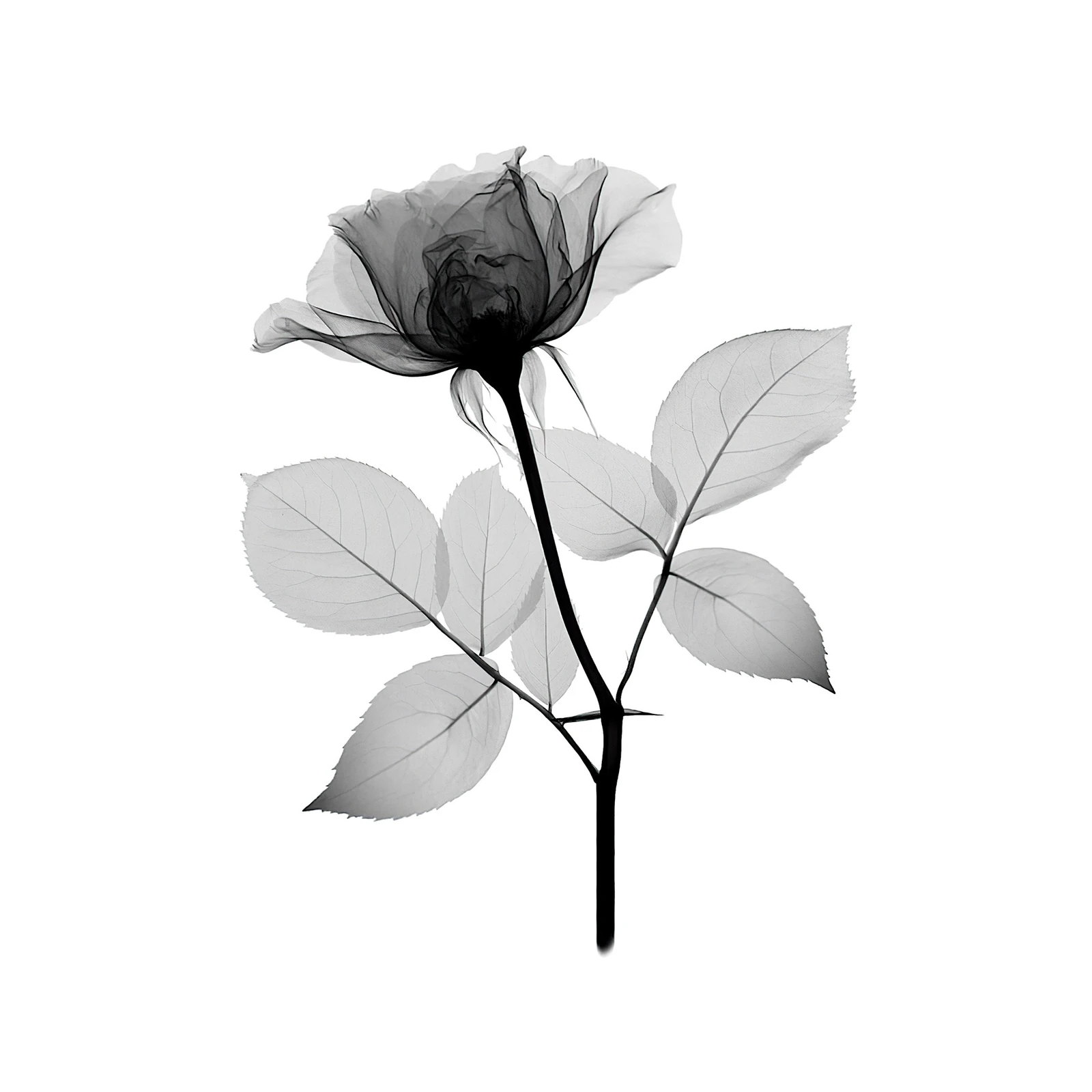 X-Ray Rose Bloom Wall Art Wall Art
