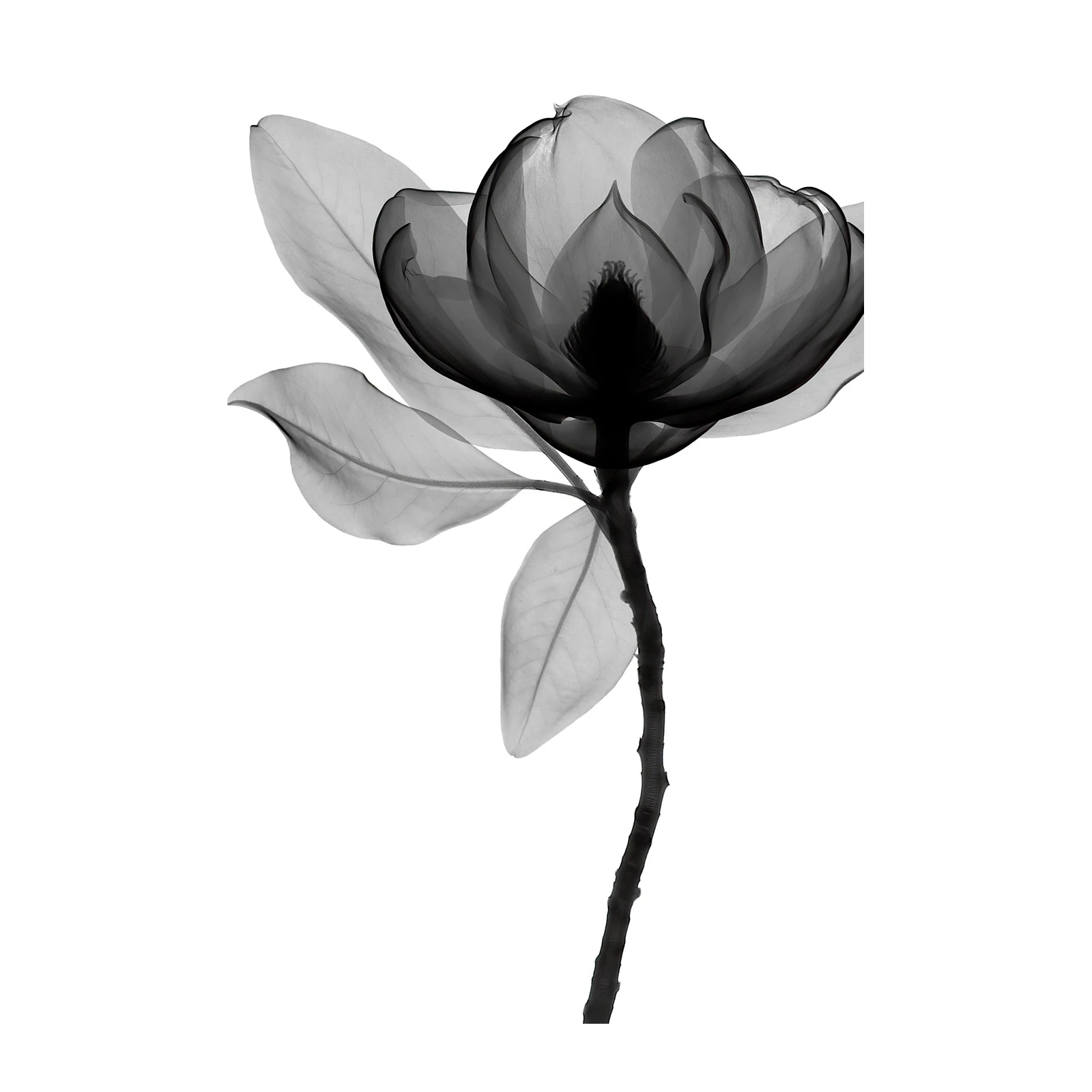 X-Ray Magnolia Flower Wall Art Wall Art