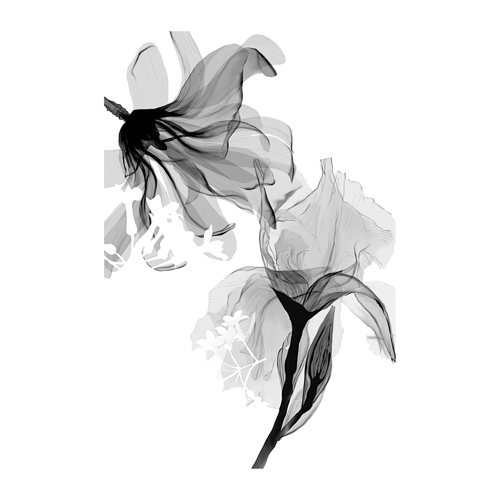 X-Ray Floral Elegance Wall Art