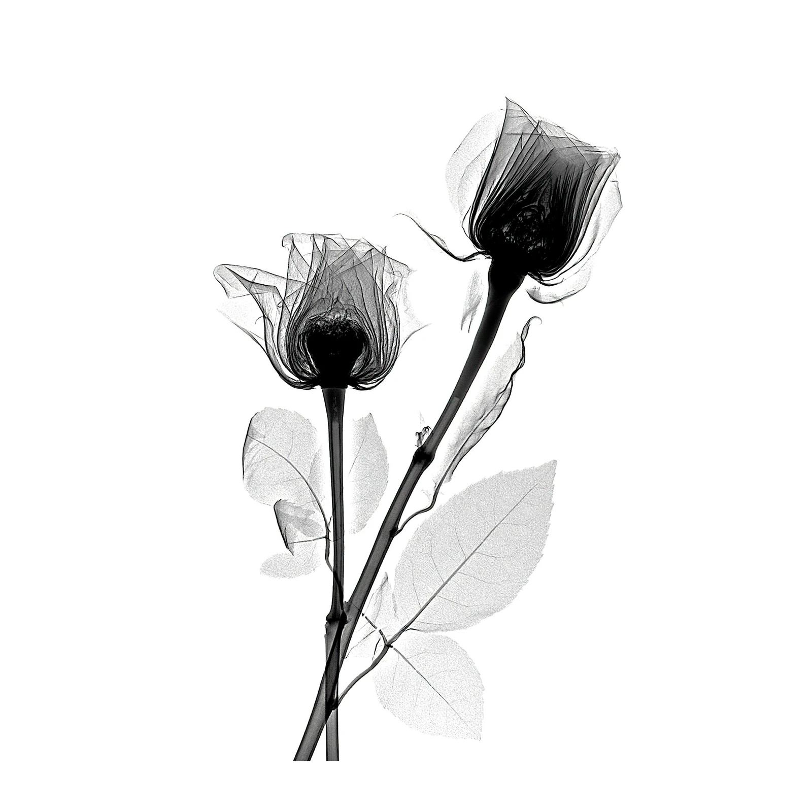 Elegant Rose X-Ray Wall Art for Modern Homes