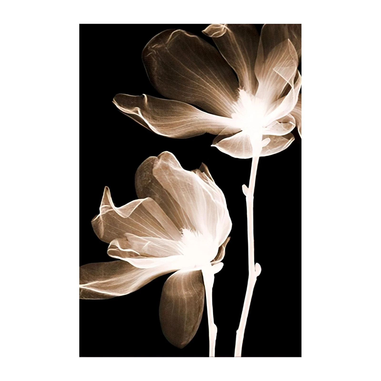 Elegant Magnolia X-Ray Wall Art