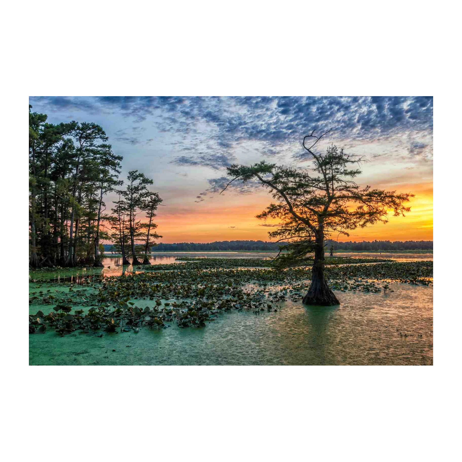 Serene Cypress Sunset Lake Wall Art