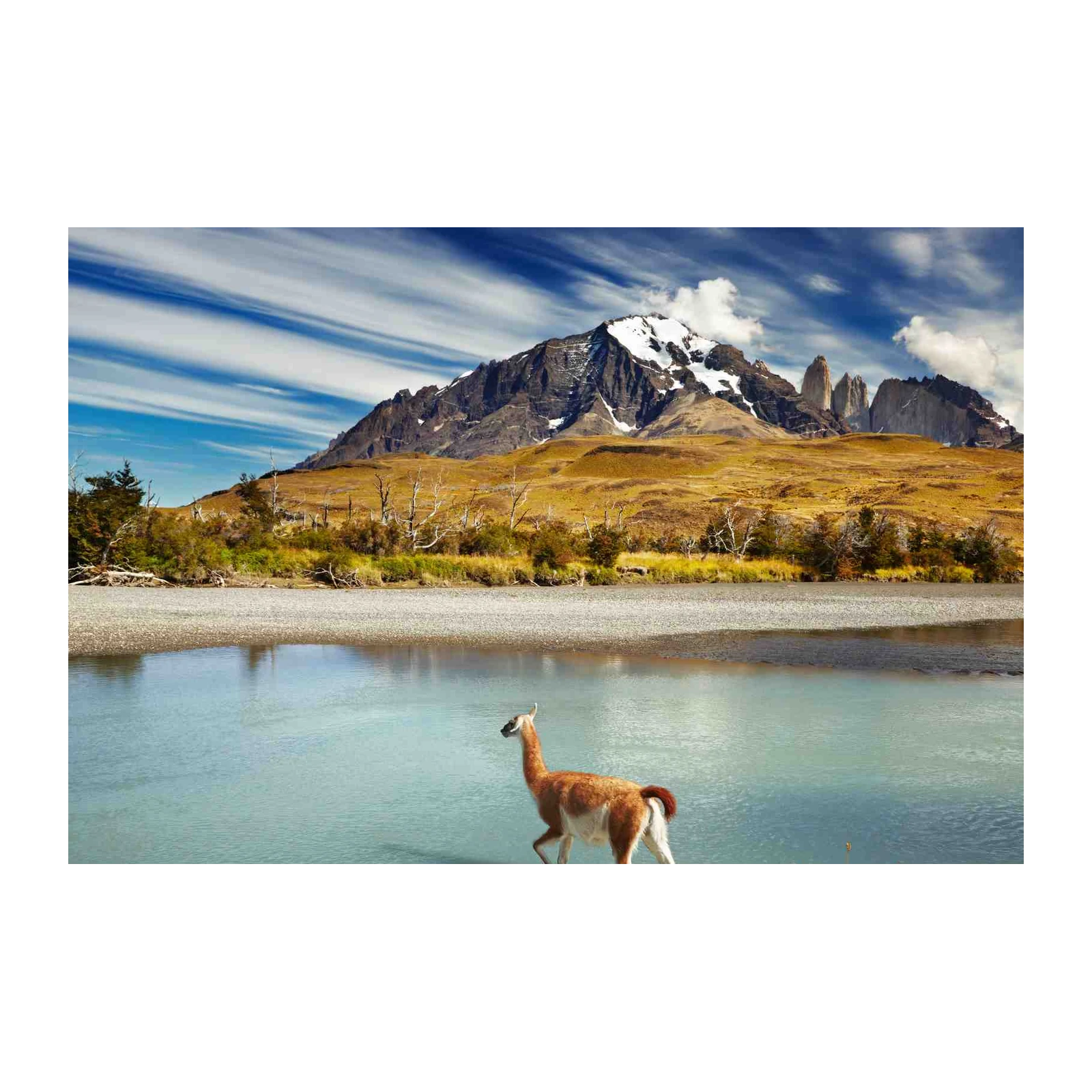 Patagonia Guanaco Serenity Wall Art