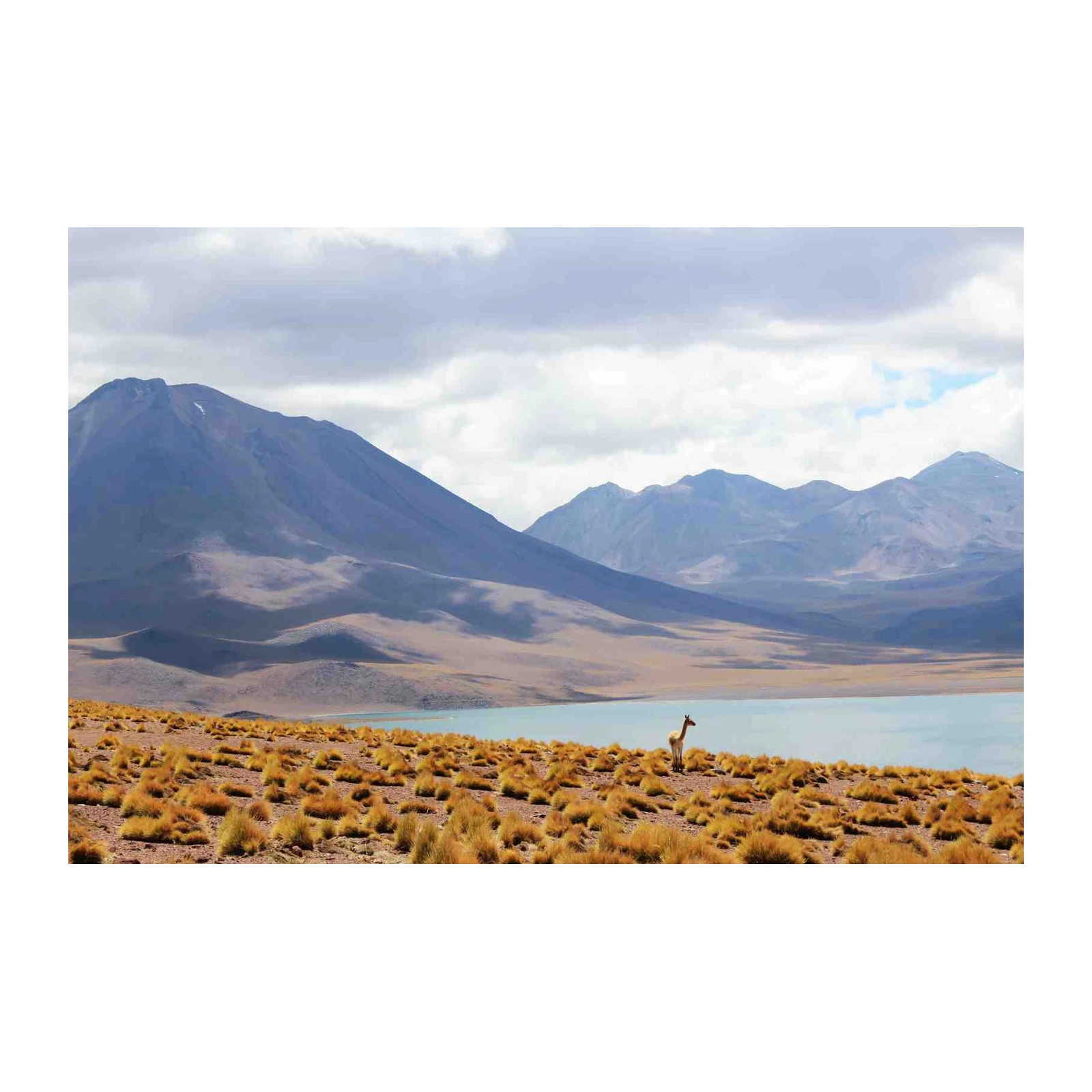 Andean Vicuña Landscape Wall Art Wall Art