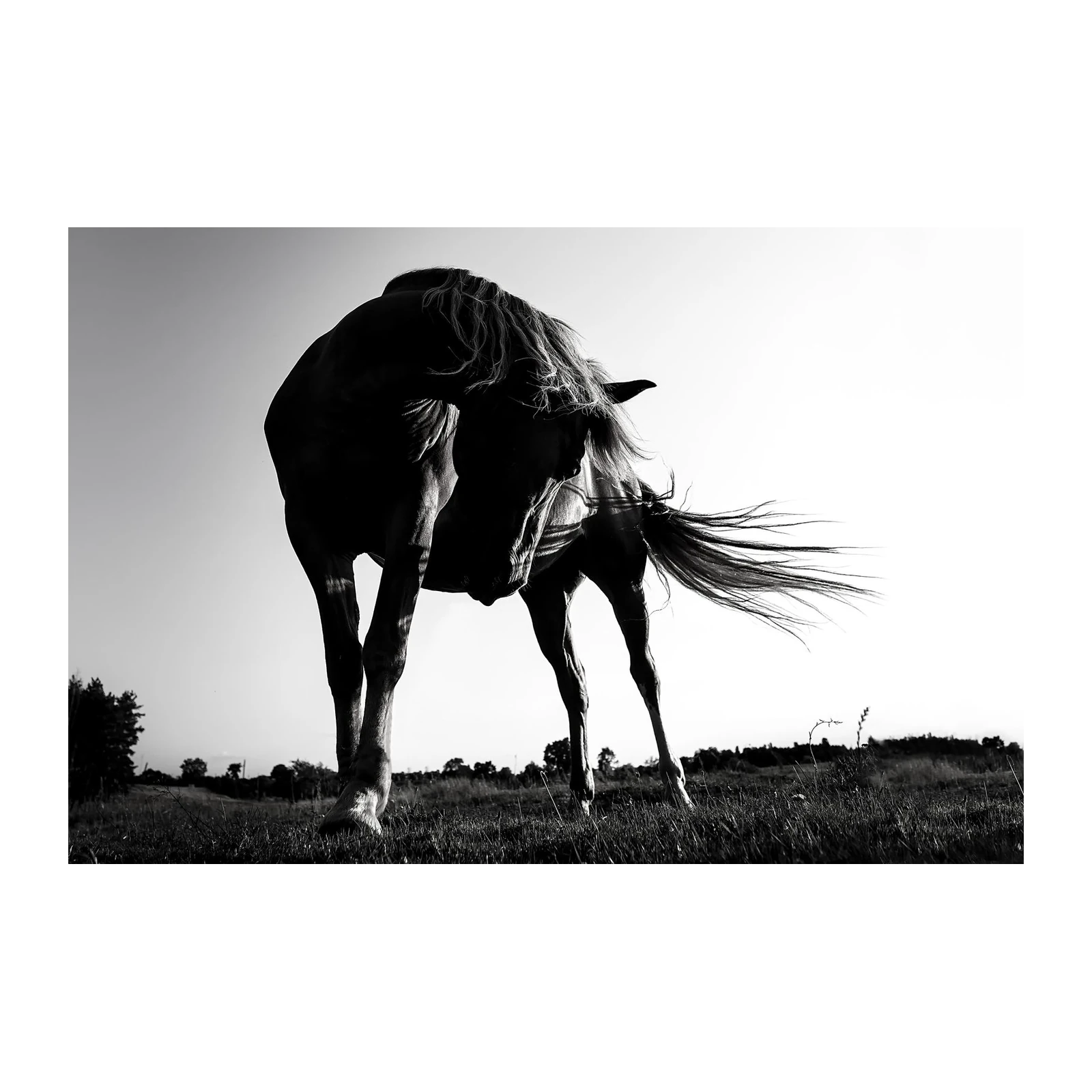 Majestic Horse Silhouette B&W Wall Art