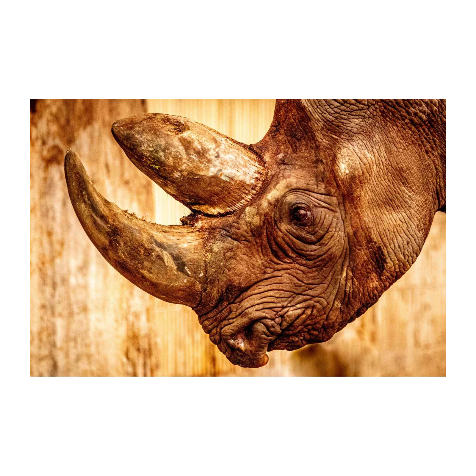 Majestic Rhino Portrait Wall Art