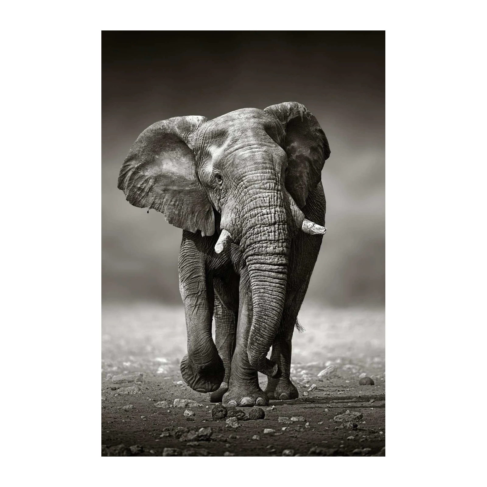 Majestic African Elephant Portrait Wall Art