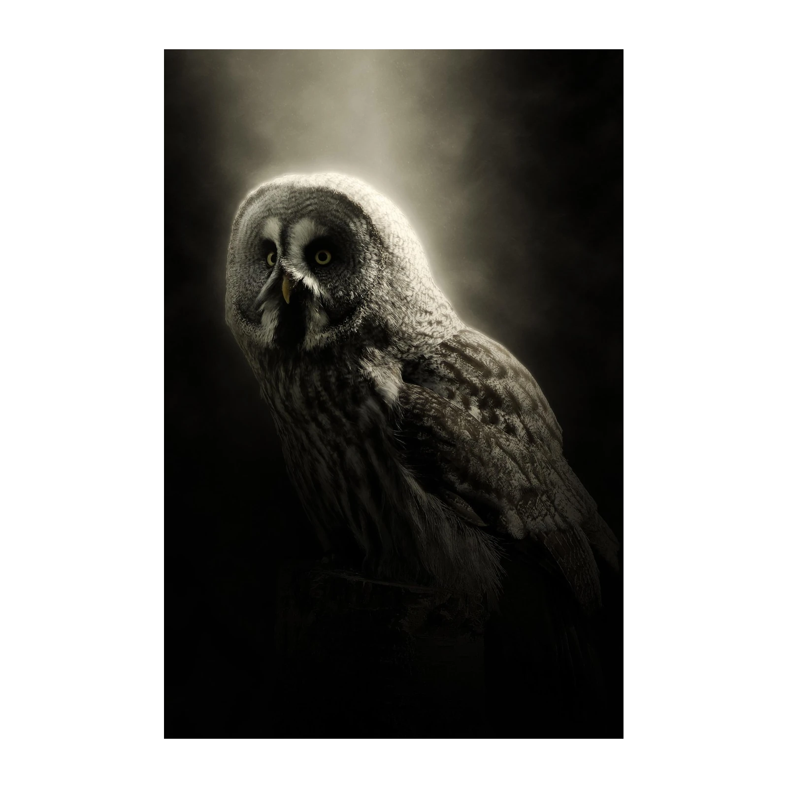 Majestic Owl Portrait Wall Art - Wildlife Art