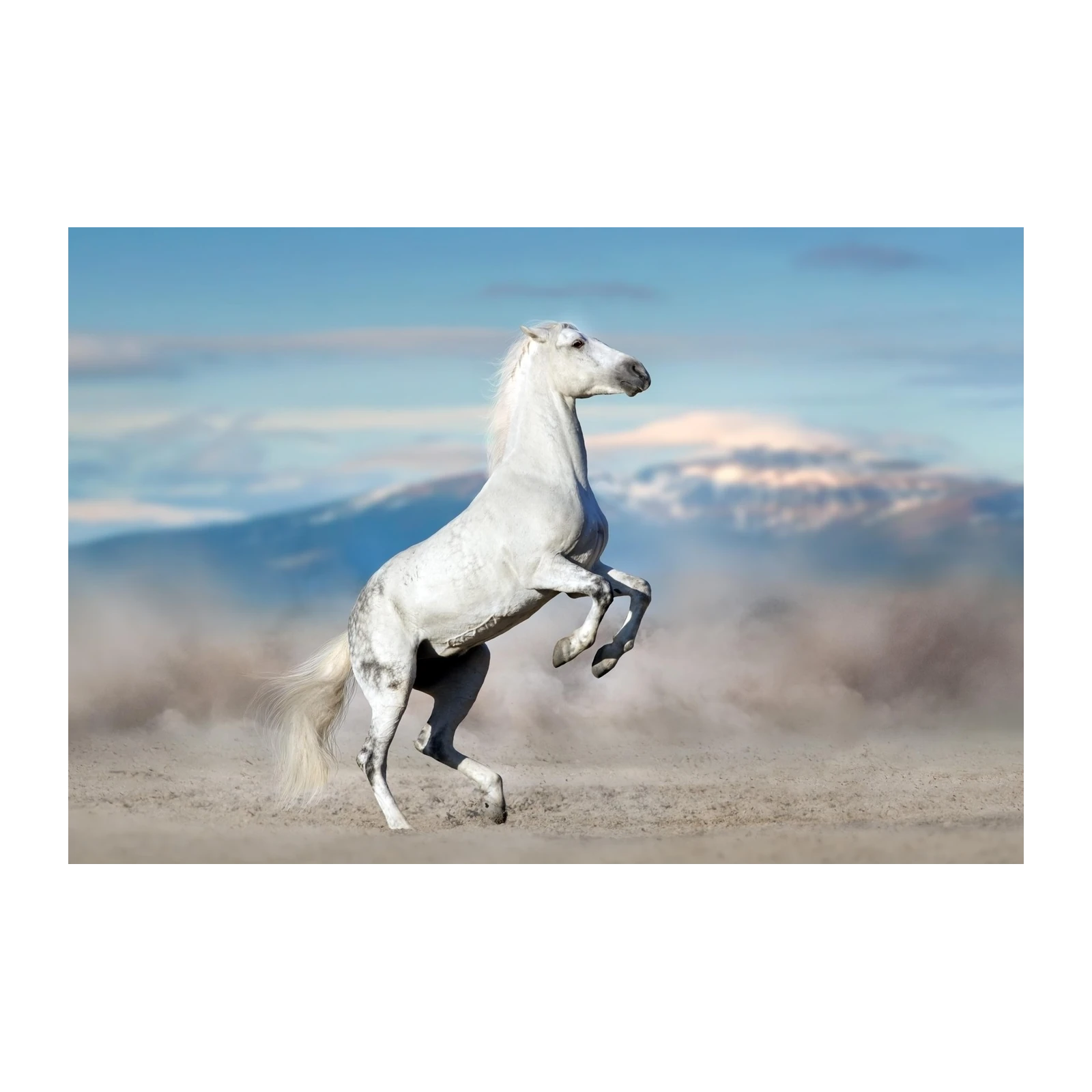 Majestic White Horse Rearing Wall Art