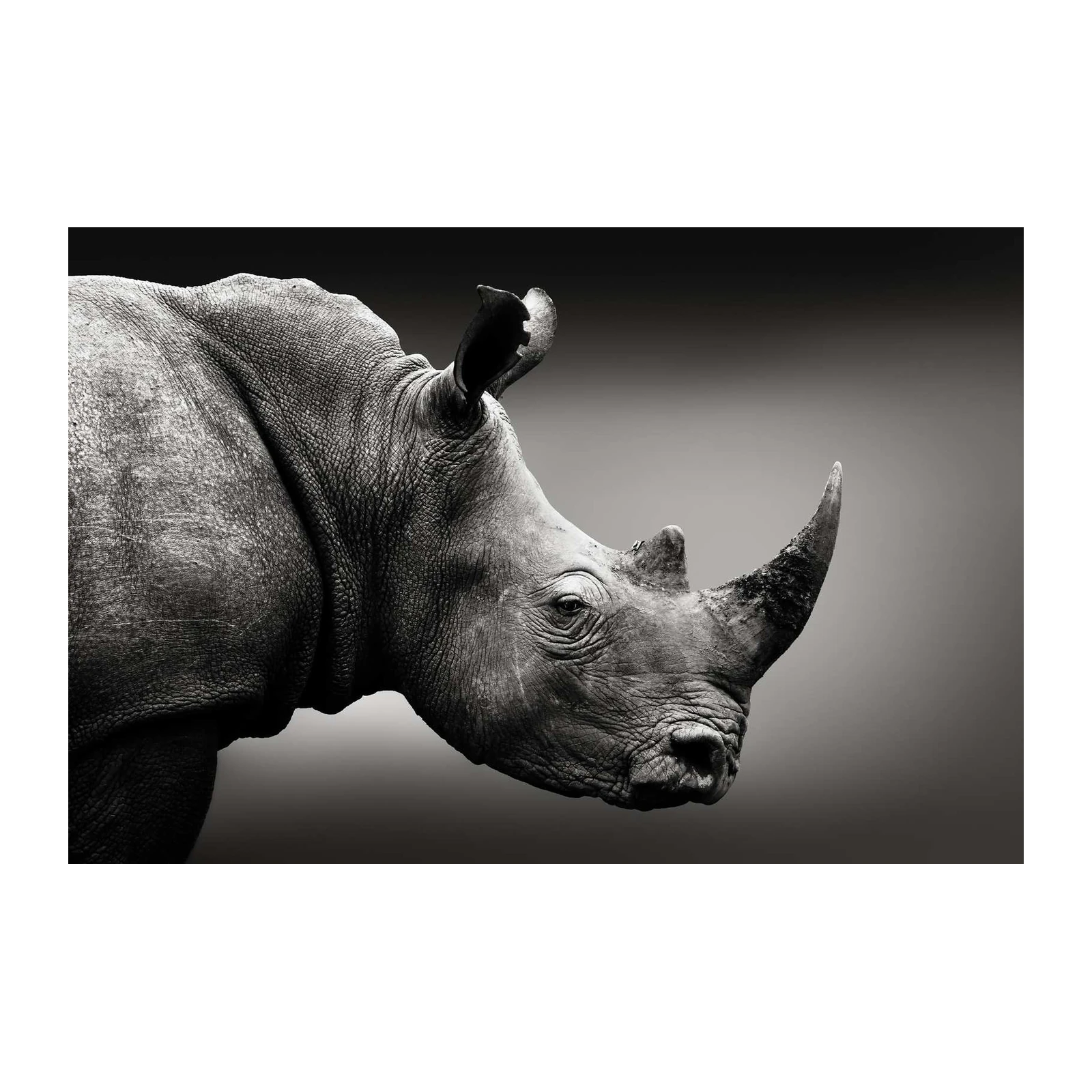 Majestic Rhino Portrait Wall Art