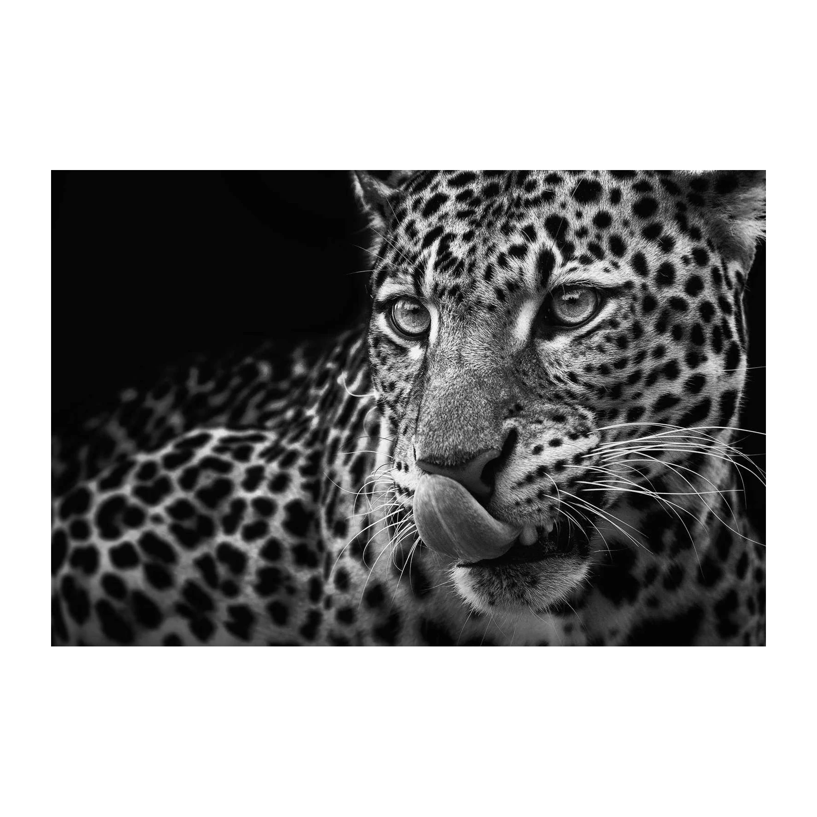 Striking Leopard Close-Up B&W Wall Art