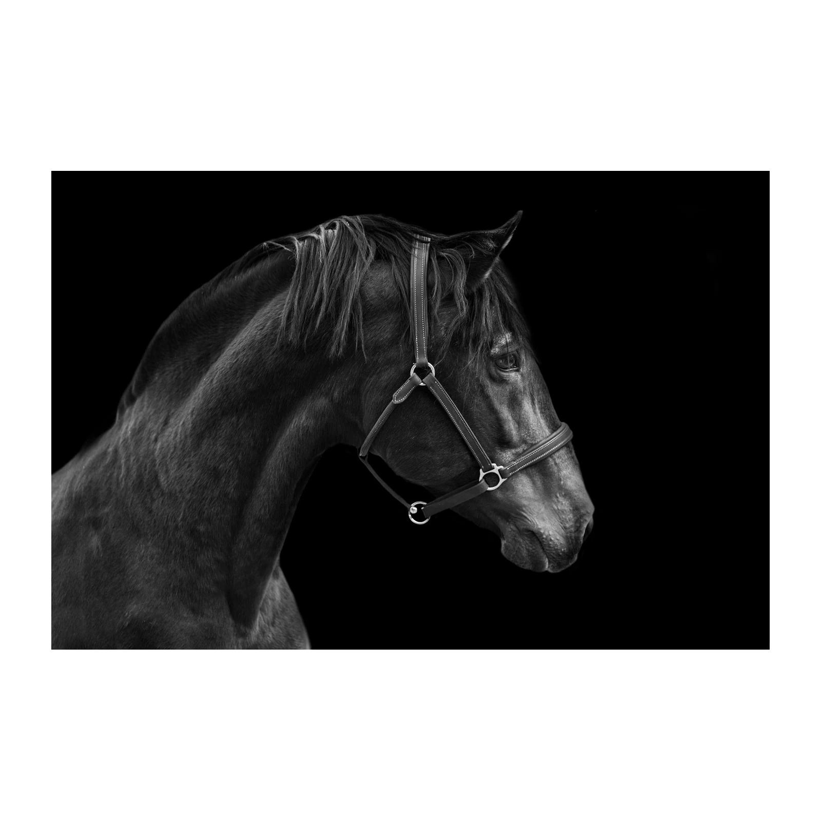 Majestic Horse Portrait Black & White Wall Art