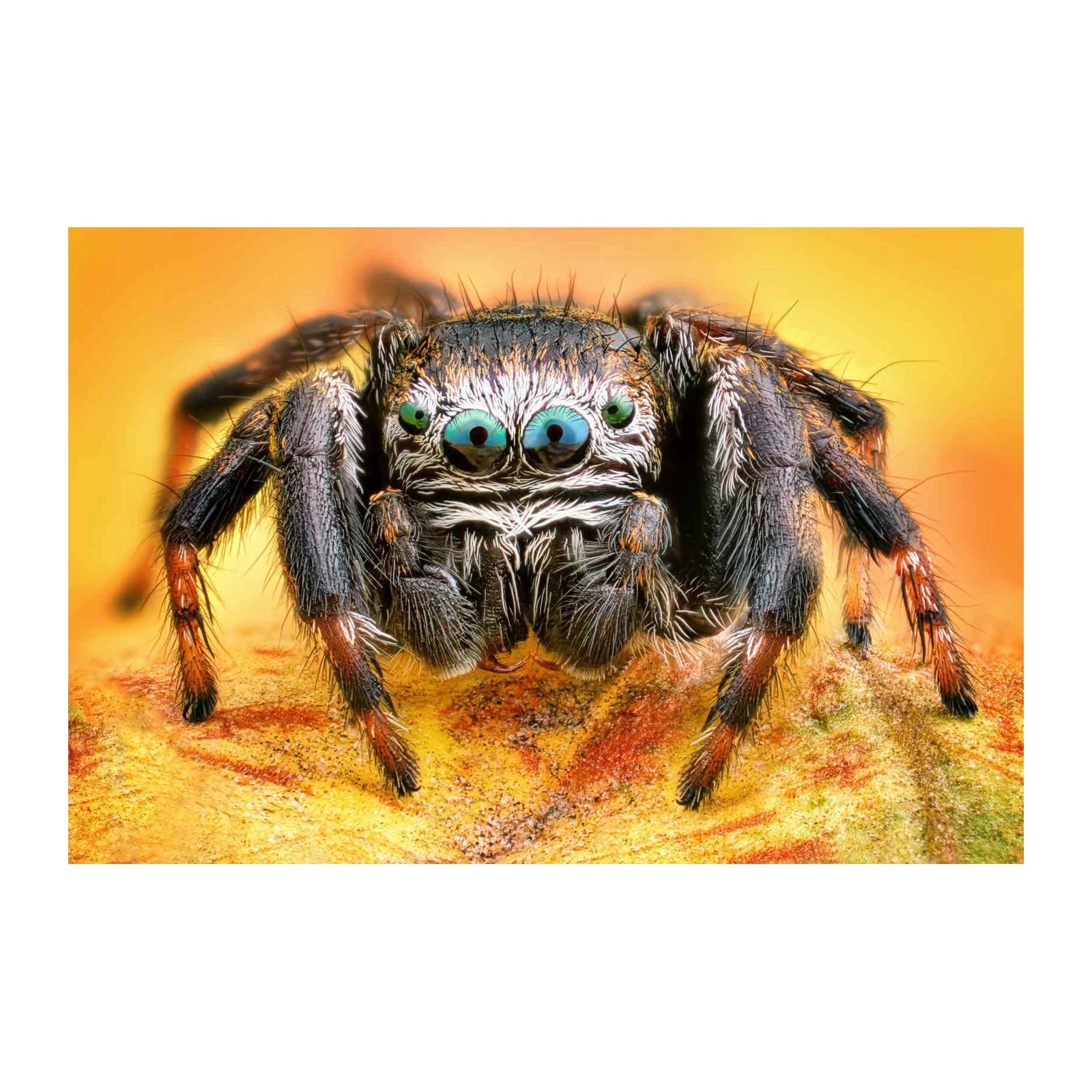 Striking Jumping Spider Macro Wall Art