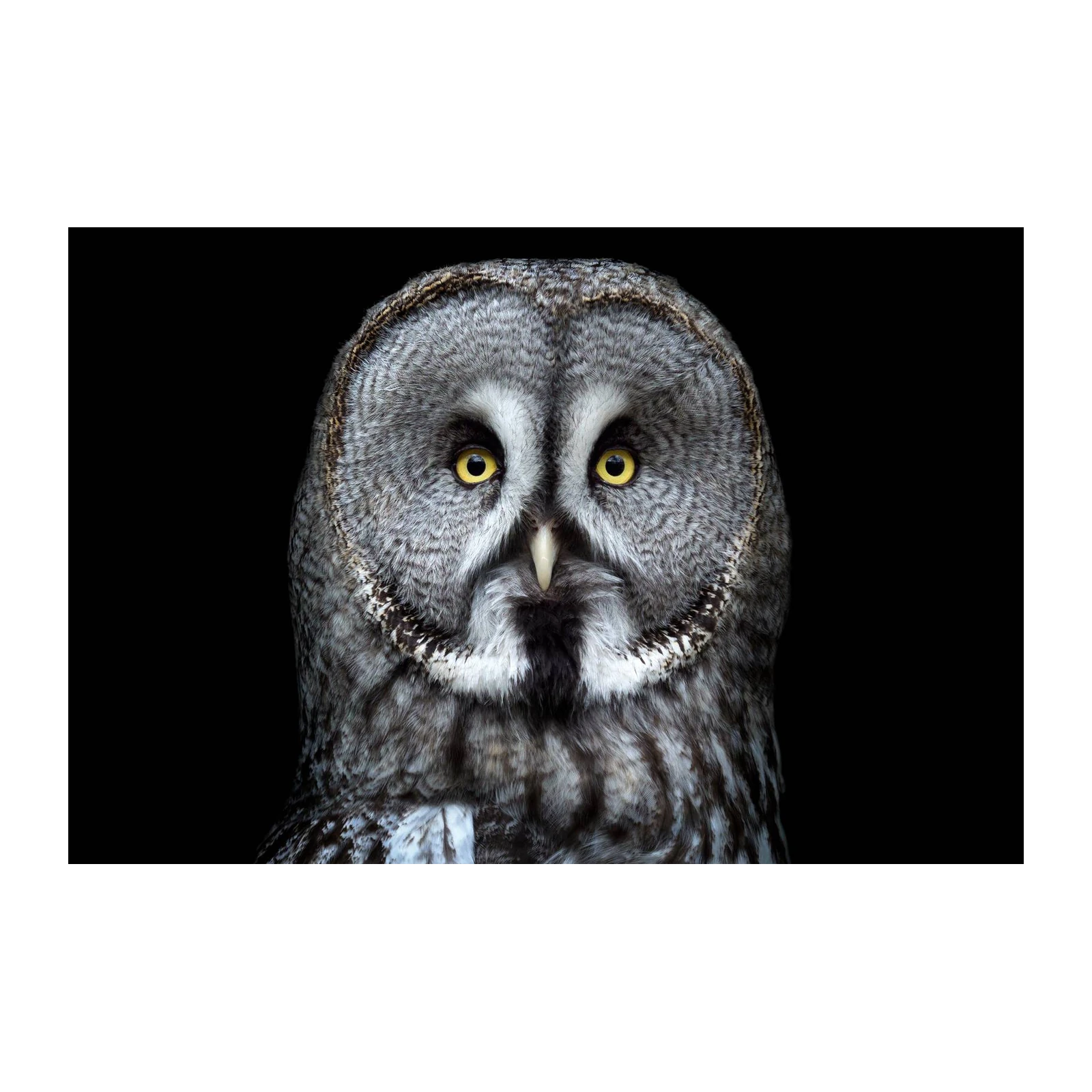 Majestic Great Grey Owl Portrait Wall Art